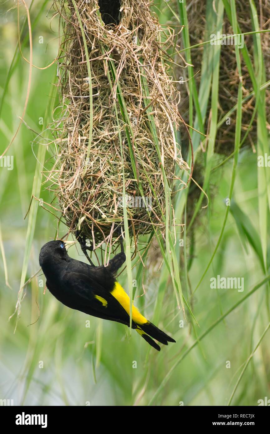 Yellow rumped bird named Cacique (latin name Cacicus cela) is