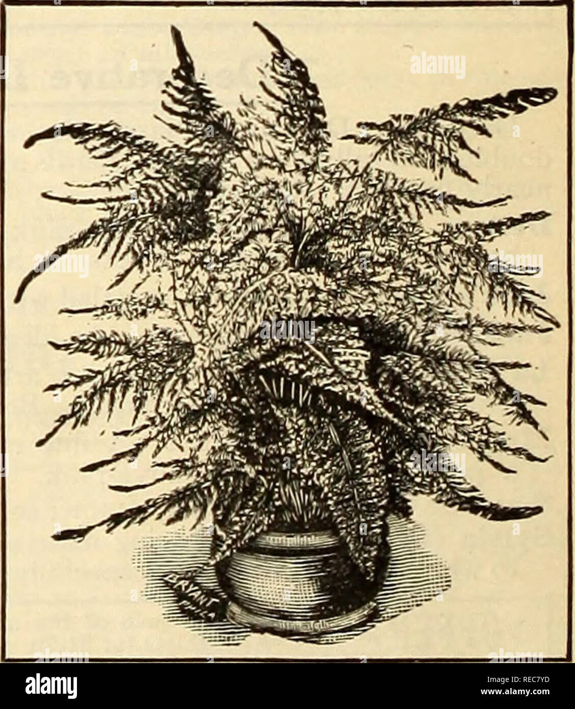 . The Conard &amp; Jones Co. roses. Rose culture; Roses; Fruit Seeds Catalogs; Plants, Ornamental Seeds Catalogs. 7 Dainty Dwarf Ferns FOR FERN-DISHES AND TABLE DECORATION Crested Holly Fern {Cyrlomiiim Rochfordiayium). Fronds very dark green and deeply toothed. 20 cts., 35 cts. and 60 cts. each, postpaid. Maidenhair Fern {Adianlum hybridum). Lacy fronds, unlike any other. 35 cts. each, postpaid. Parsley Fern {Onychium japonicum). Resembles parsley. 25 cts. each, postpaid. Crested Pteris Wilsonii. Like crested seaweed. 20 cts. each, postpaid. Silver-leaf Fern {Pteris crelica albo-Uneata). Pea- Stock Photo