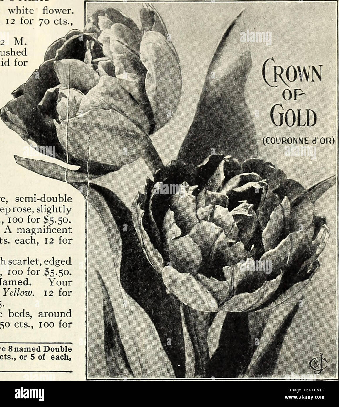 Conard Star Roses Autumn 1924 Rose Culture Roses