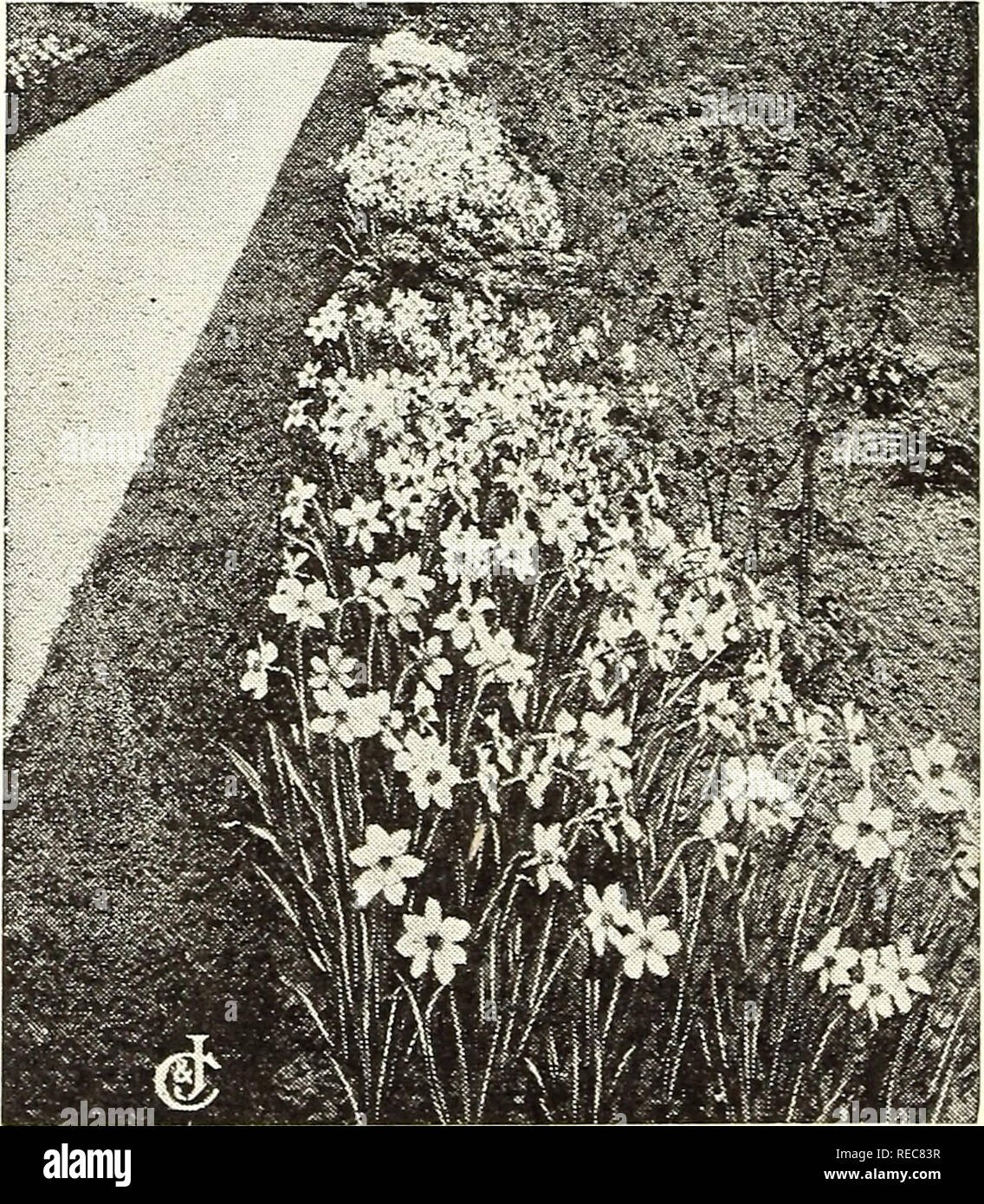 . Conard star roses : autumn 1923. Rose culture; Roses; Flowers Seeds Catalogs; Plants, Ornamental Seeds Catalogs. ANTOINE WINTZER. Vice-President Narcissi (Daffodils) Among the earliest to bloom of all our brilliant spring flowers. There are three different forms of Narcissi, or Daffodils, in the list below. Those marked L have long trumpets like the one shown in the illus- tration; the one followed by M has -a medium trumpet as it is a cross between the Giant Trumpet and the Poet's Narcis- sus; the one marked S has a small cup and broad white perianth. Our Bulbs are the largest grown â all a Stock Photo