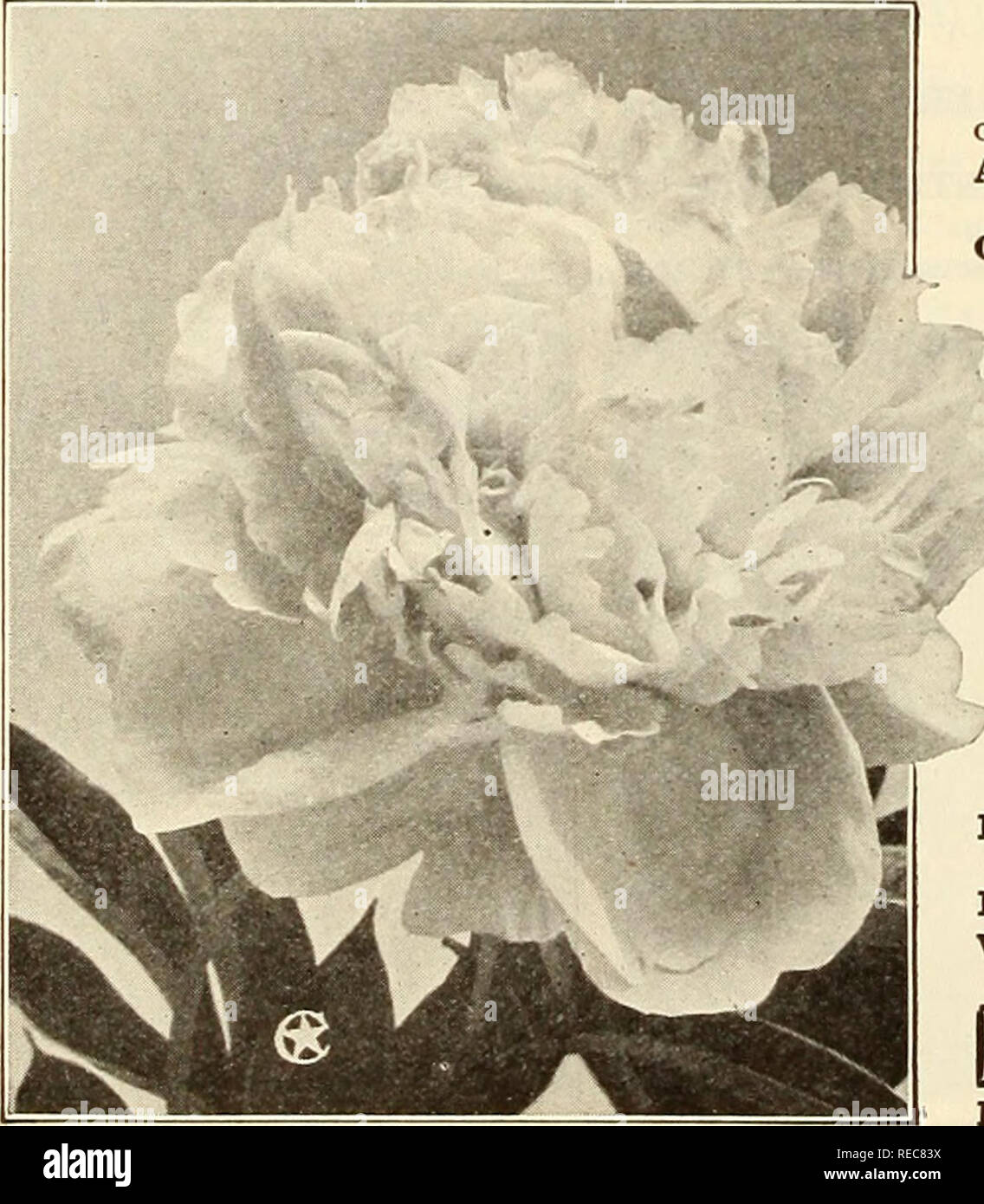 . The Conard &amp; Jones Co. roses 1923. Rose culture; Roses; Fruit Seeds Catalogs; Plants, Ornamental Seeds Catalogs. CHOICEST IRIS, LOBELIA, PANSIES, PEONIES, ETC. Grand Japan Iris LARGE-FLOWERING (Iris Kaempferi grandiflora) The grandest of all hardy Iris. The flowers are enormous, averaging from 8 to 10 inches across, and of most gorgeous and exquisite colors, each flower usually showing several shades. They bloom during June and July, and grow 2 to 3 feet high. DOUBLE VARIETIES (6 Petals) 4. Free-flowering; creamy white. 24. White, veined aniline-blue. 31. Color, rich, lively purple. 71.  Stock Photo