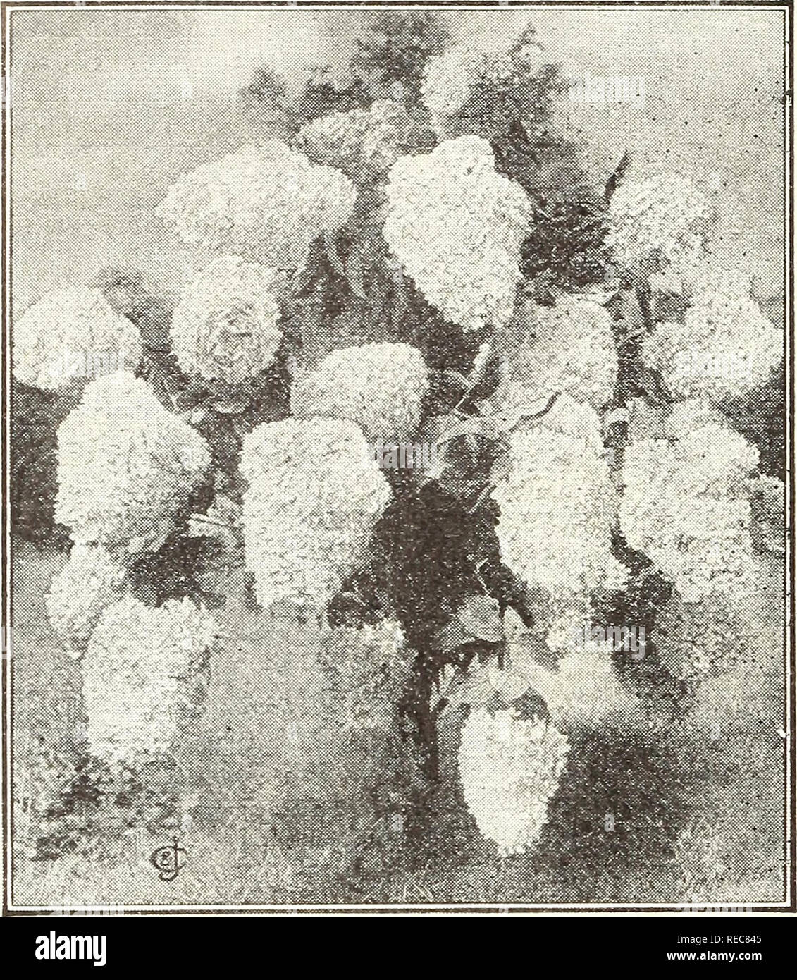 . The Conard-Pyle Co. : star rose growers [autumn 1930]. Rose culture; Roses; Flowers Seeds Catalogs; Plants, Ornamental Seeds Catalogs. THE CONARD-PYLE CO. JtarRpse Qrowersâ¢ West Qrove.Pa, Hardy Ornamental Flowering Shrubs SEE PRICES AT FOOT OF THE PAGE (except where noted after the variety) New Red-leaved Japanese Barberry A NOVELTY IN SHRUBS The foliage is rich, lustrous, bronzy maroon red, becoming more gorgeous as the summer advances. The small yellow blooms are followed by brilliant scarlet berries that remain on the bushes. A charm- ing plant to use in spots along a sunny shrub border  Stock Photo