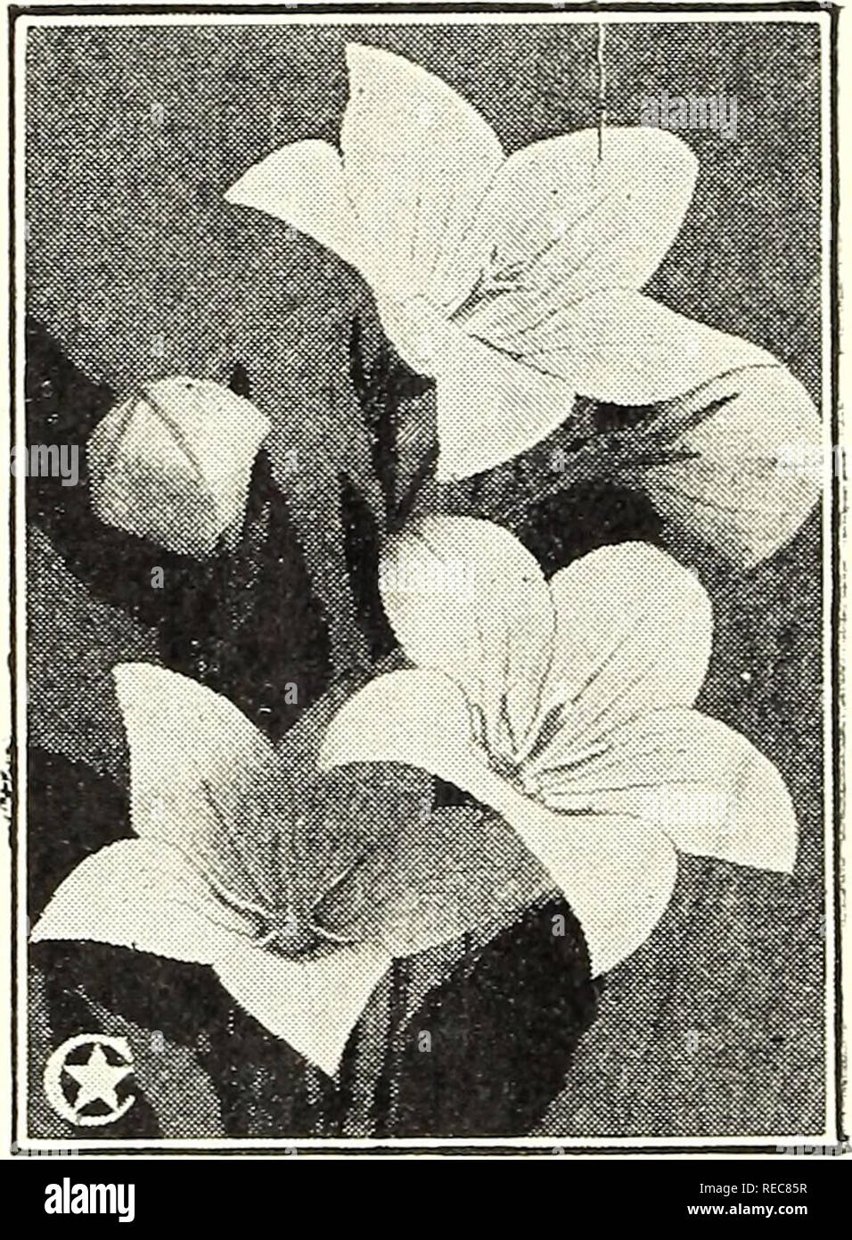 Conard Star Roses Autumn 1924 Rose Culture Roses Flowers Seeds Catalogs Plants Ornamental Seeds Catalogs Bearded Iris Fleur De Lis Quot Pnnl Tq Grandiflora The Large I Ulljs Icl White Day Lily Or Plain Tain