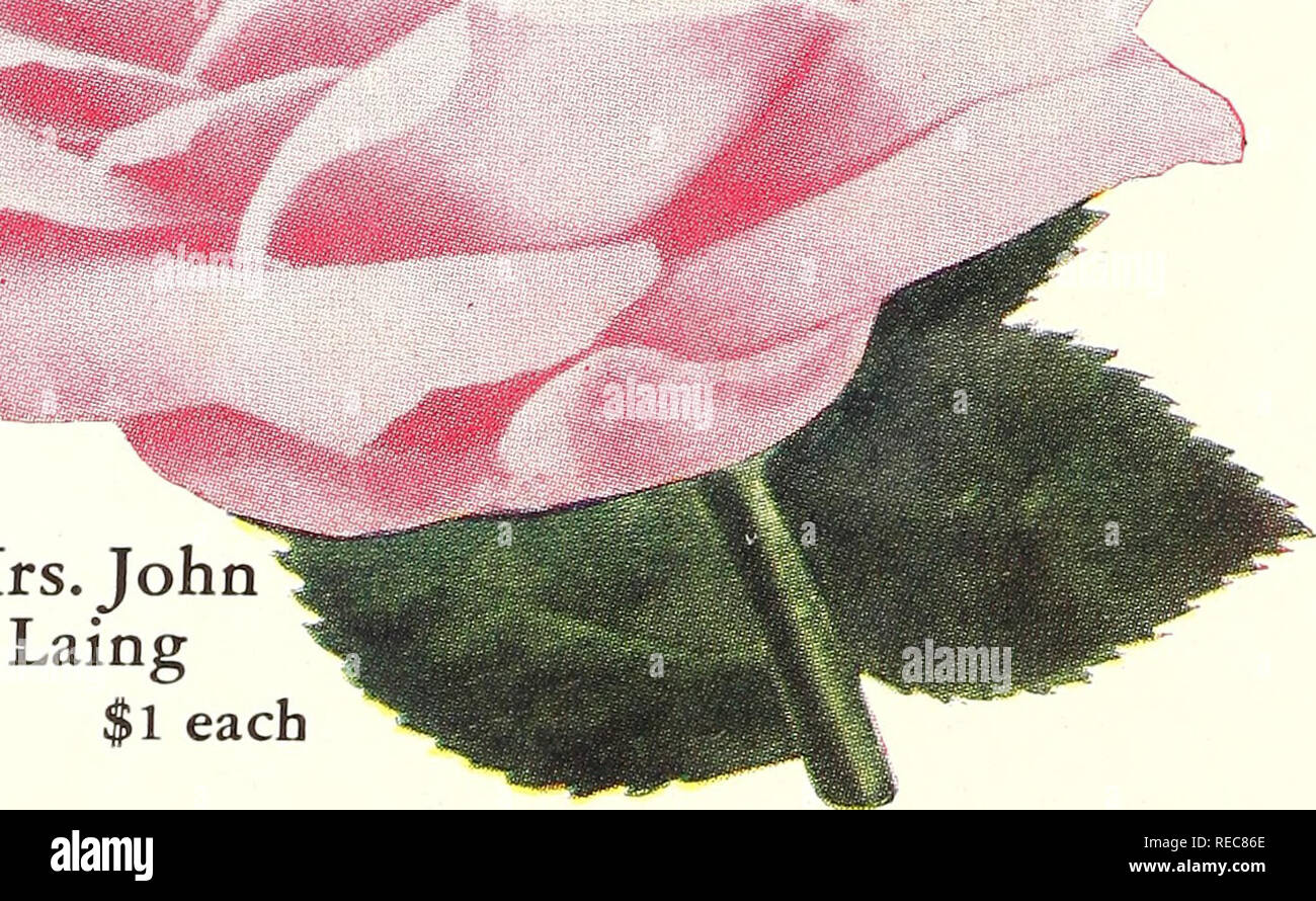 . The Conard-Pyle Co. : star rose growers [autumn 1930]. Rose culture; Roses; Flowers Seeds Catalogs; Plants, Ornamental Seeds Catalogs.  Mrs. John Laing All these H. P. Roses are hardy in Alaska V V V See others in this class on pages 18 and 19 ' K **. 11 each -MDFFER F26. These 5 Superb Hybrid Perpetual Roses for $6.50, delivered. Please note that these images are extracted from scanned page images that may have been digitally enhanced for readability - coloration and appearance of these illustrations may not perfectly resemble the original work.. Henry G. Gilbert Nursery and Seed Trade Cat Stock Photo