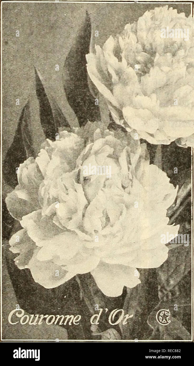 . The Conard &amp; Jones Co. roses. Rose culture; Roses; Fruit Seeds Catalogs; Plants, Ornamental Seeds Catalogs. CHOICEST IRIS. LOBELIA, LYCHNIS AND PEONIES LARGE- FLOWERING Japan Iris {/ris Kaempferi erandiftora) The grandest of all hardy Iris. The flowers are enormous, averaging from 8 to lo inches across, and of most gorgeous and exquisite colors, each flower usually showing several shades. They bloom during June and July, 12 to 18 inches high. SINGLE VARIETIES (3 large Petals) No. 2 Pure white, traced violet. No. 25 Mottled purple and white. No. 70 Grey-white, purple veined. No. 100 Light Stock Photo