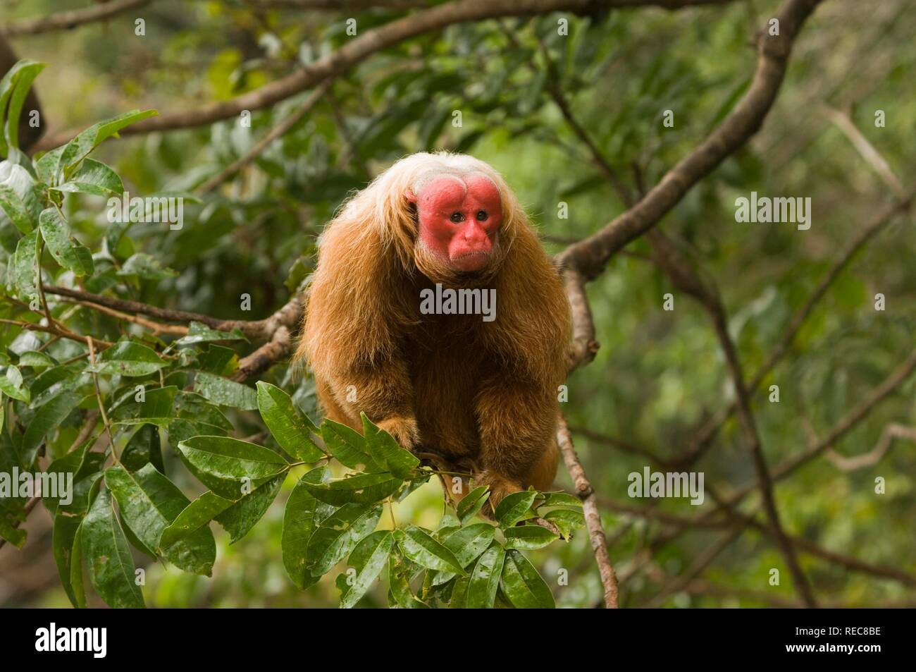 Red Uakari or Bald-headed Uakari (Cacajao calvus rubicundus), Amazon, Brazil Stock Photo