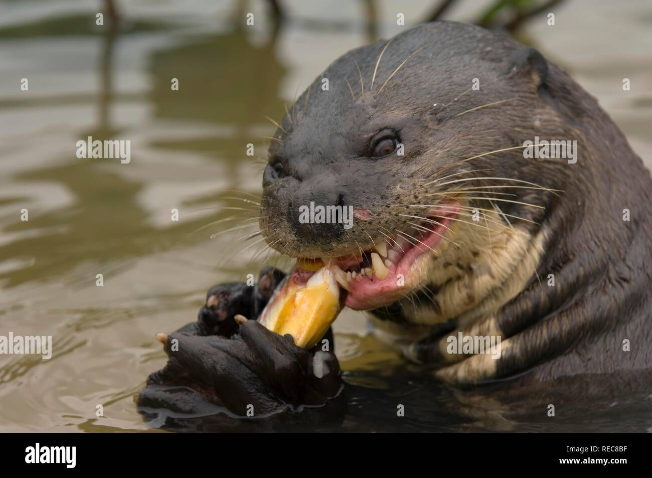 Giant River Otter Pteronura Brasiliensis Eating A Piranha Endangered Pixaim River Pantanal Brazil Stock Photo Alamy Giant River Otter Pteronura Brasiliensis Eating A Piranha Endangered Pixaim River Pantanal Brazil Stock Photo Alamy