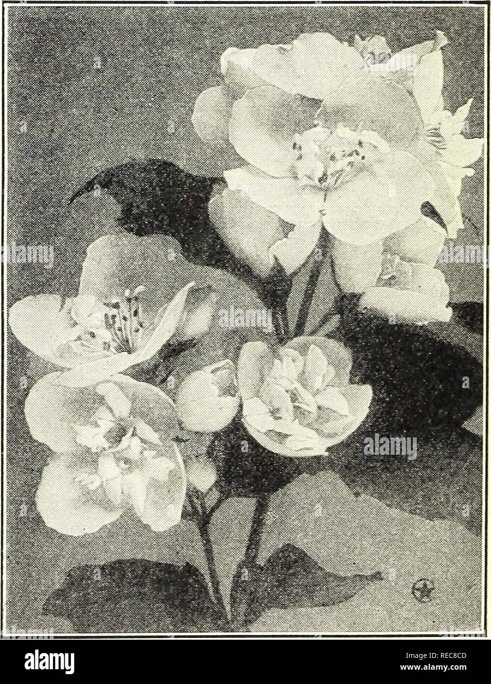 . Conard star roses : autumn 1924. Rose culture; Roses; Flowers Seeds Catalogs; Plants, Ornamental Seeds Catalogs. Hydrangea paniculata grandiflora. Blooms for 3 months Two Forsythias (Golden Bells) Forsythia spectabilis. This shrub has seemed to us, after several years' trial, as the most desirable of the Forsythias. The habit is compact and every branch is closely covered with yellow flowers before the foliage appears. Price, i-yr. size, 50 cts., postpaid; 2-yr. size, $1 n F. viridissima. The earliest blooming shrub. The vivid yellow flowers tell you that spring has come. Honeysuckle, Bush ( Stock Photo