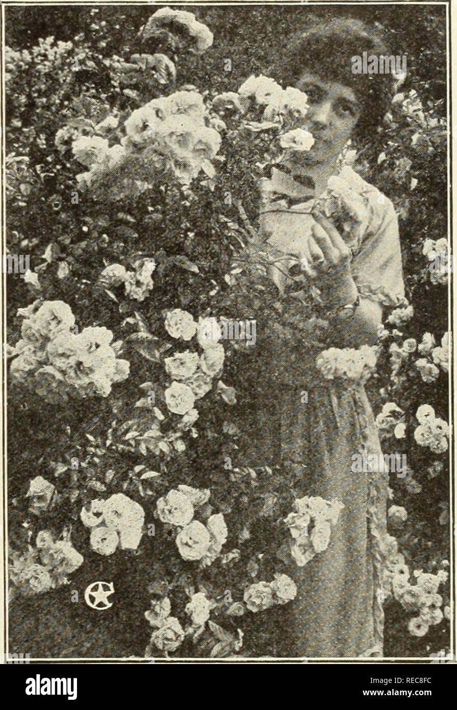 . The Conard &amp; Jones Co. roses 1923. Rose culture; Roses; Fruit Seeds Catalogs; Plants, Ornamental Seeds Catalogs. Aunt Harriet—Dazzling Crimson There are no flowers grown that surpass the Hardy Climbing Roses for combined beauty and abundance of bloom. It is truly astonishing how so many perfect flowers can be produced by any one plant, yet some of the large- flowered types, like Climbing American Beauty (page  23), Dr. W. Van Fleet (page 27), or Gardenia (page 26), will be simply covered with perfect Roses in June and quantities can be taken for indoor decoration without robbing the bush Stock Photo