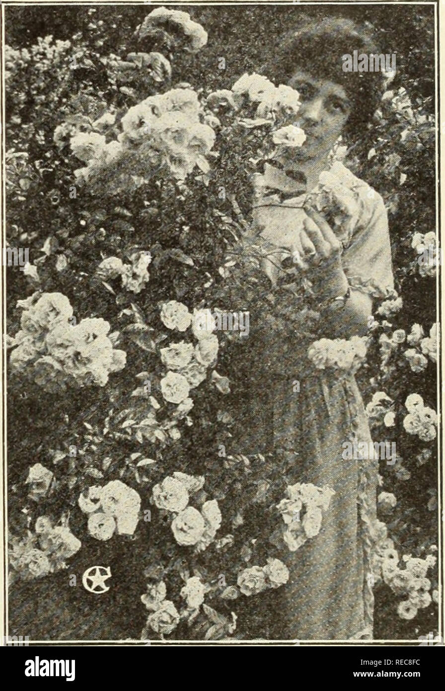 The Conard Jones Co Roses 1923 Rose Culture Roses Fruit Seeds Catalogs Plants Ornamental Seeds