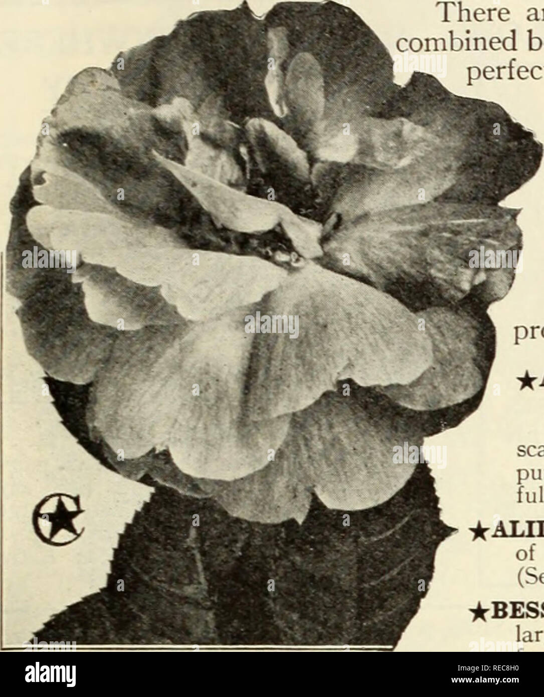 . The Conard &amp; Jones Co. roses 1923. Rose culture; Roses; Fruit Seeds Catalogs; Plants, Ornamental Seeds Catalogs. FREE-FLOWERING HARDY CLIMBERS. Aunt Harriet—Dazzling Crimson There are no flowers grown that surpass the Hardy Climbing Roses for combined beauty and abundance of bloom. It is truly astonishing how so many perfect flowers can be produced by any one plant, yet some of the large- flowered types, like Climbing American Beauty (page  23), Dr. W. Van Fleet (page 27), or Gardenia (page 26), will be simply covered with perfect Roses in June and quantities can be taken for indoor deco Stock Photo