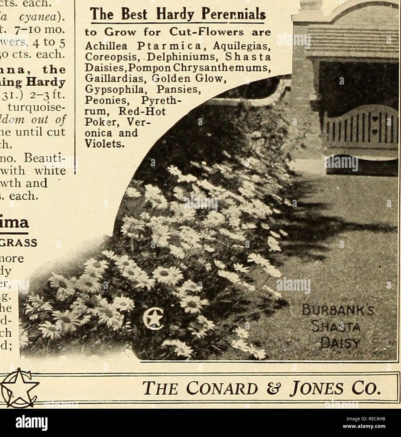. The Conard &amp; Jones Co. roses. Rose culture; Roses; Fruit Seeds Catalogs; Plants, Ornamental Seeds Catalogs. as shown in the illustration. Strong plants. Price &quot;/^ cts. each, postpaid. Coreopsis lanceolata grandiflora. 2-T, ft. 6-9 mo. Emblem Flower of the International Sunshine Society. Flowers rich golden yellow. They remind one of a yellow cosmos. 30 cts. each. ' Cornflower Aster iStokesia cyanea). : iK-2ft. 7-10 mo. Fine, large, lavender-blue flowers, 4 to 5 inches across; magnificent. 30 cts. each. Delphinium 5«&quot;*^e'«J«V 2 31.) The bo (See cut below.) 3 ft. 7 mo. (See cut,  Stock Photo