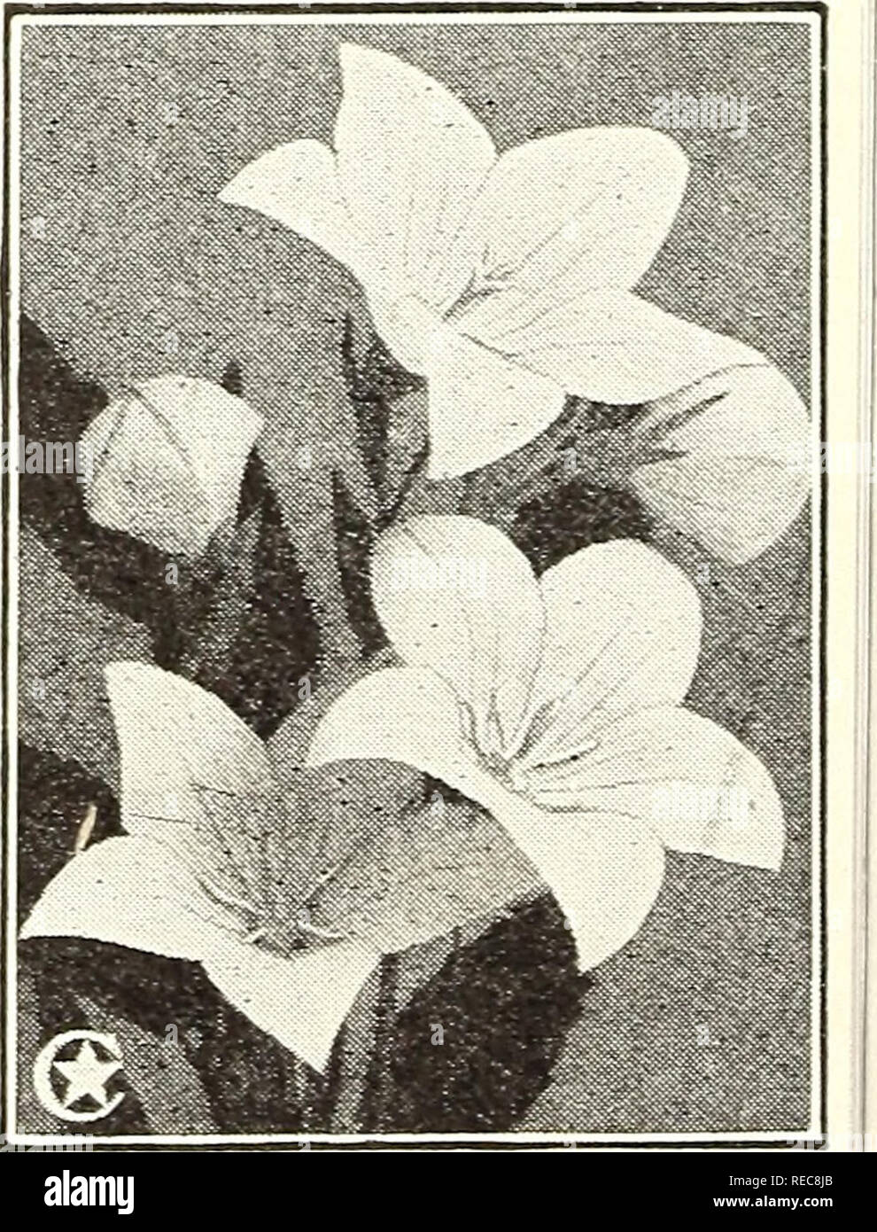 Conard Star Roses Autumn 1923 Rose Culture Roses Flowers Seeds Catalogs Plants Ornamental Seeds Catalogs Digitalis Foxglove T Uv Gt Chalcedonica Lycnnis Of Scarlet Flowe 17 T A Grandiflora Conard Star Roses Autumn 1923 Rose Culture Roses Flowers Seeds Catalogs Plants Ornamental Seeds Catalogs Digitalis Foxglove T Uv Gt Chalcedonica Lycnnis Of Scarlet Flowe 17 T A Grandiflora