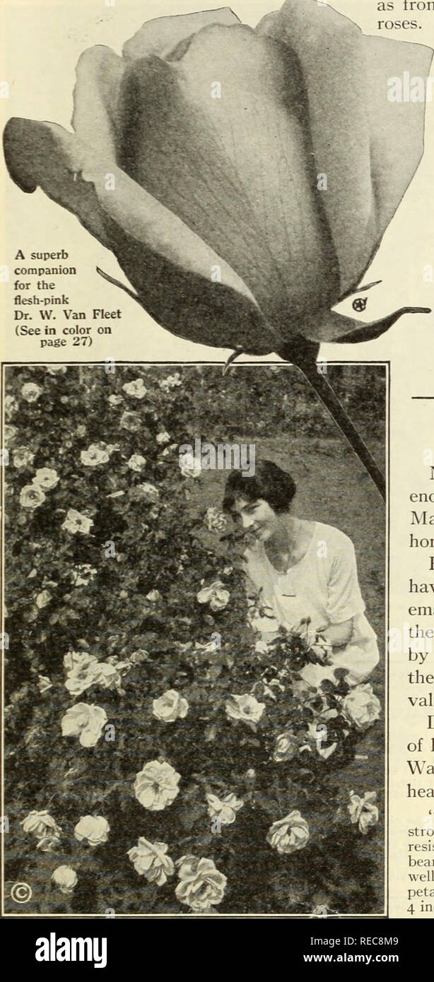. The Conard Star roses 1924. Rose culture; Roses; Plants, Ornamental Seeds Catalogs. JOIN THE AMERICAN ROSE SOCIETY Rev. E. M. MILLS. President ANYONE INTERESTED IN ROSES IS WELCOME J. HORACE McFARLAND, Editor of Publications THE AMERICAN ROSE SOCIETY, first organized in 1899, now includes thousands of rose-lovers well distributed in even,- American state and in twenty-five foreign countries. It is the largest and strongest organi- zation in America devoted to one flower, and it is growing continually in membership, facilities, and rose influence. THE AMERICAN ROSE ANNUAL, a handsome, cloth-b Stock Photo