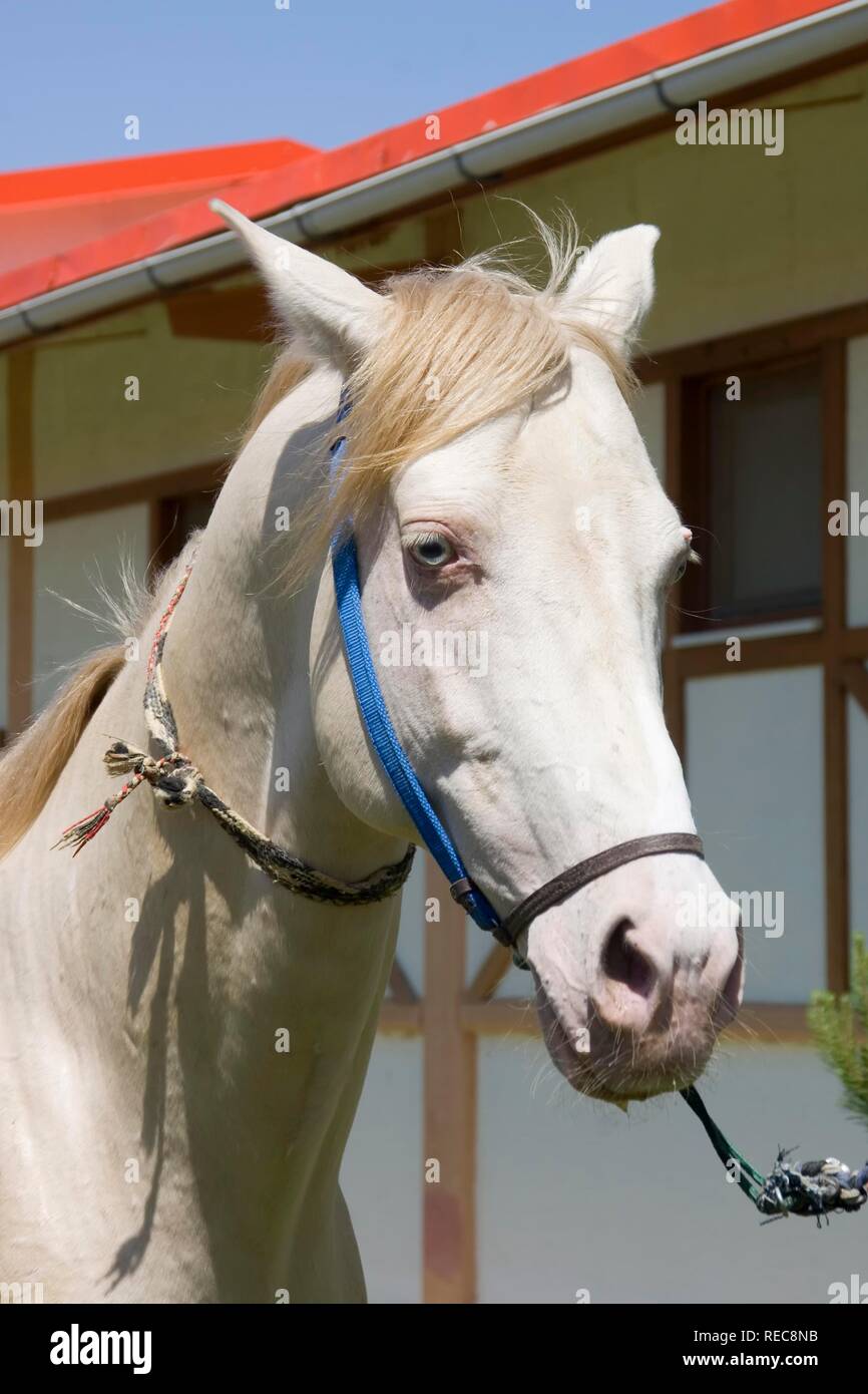 Ashgabat, Akhal-Teke horse in a stud farm, Turkmenistan Stock Photo