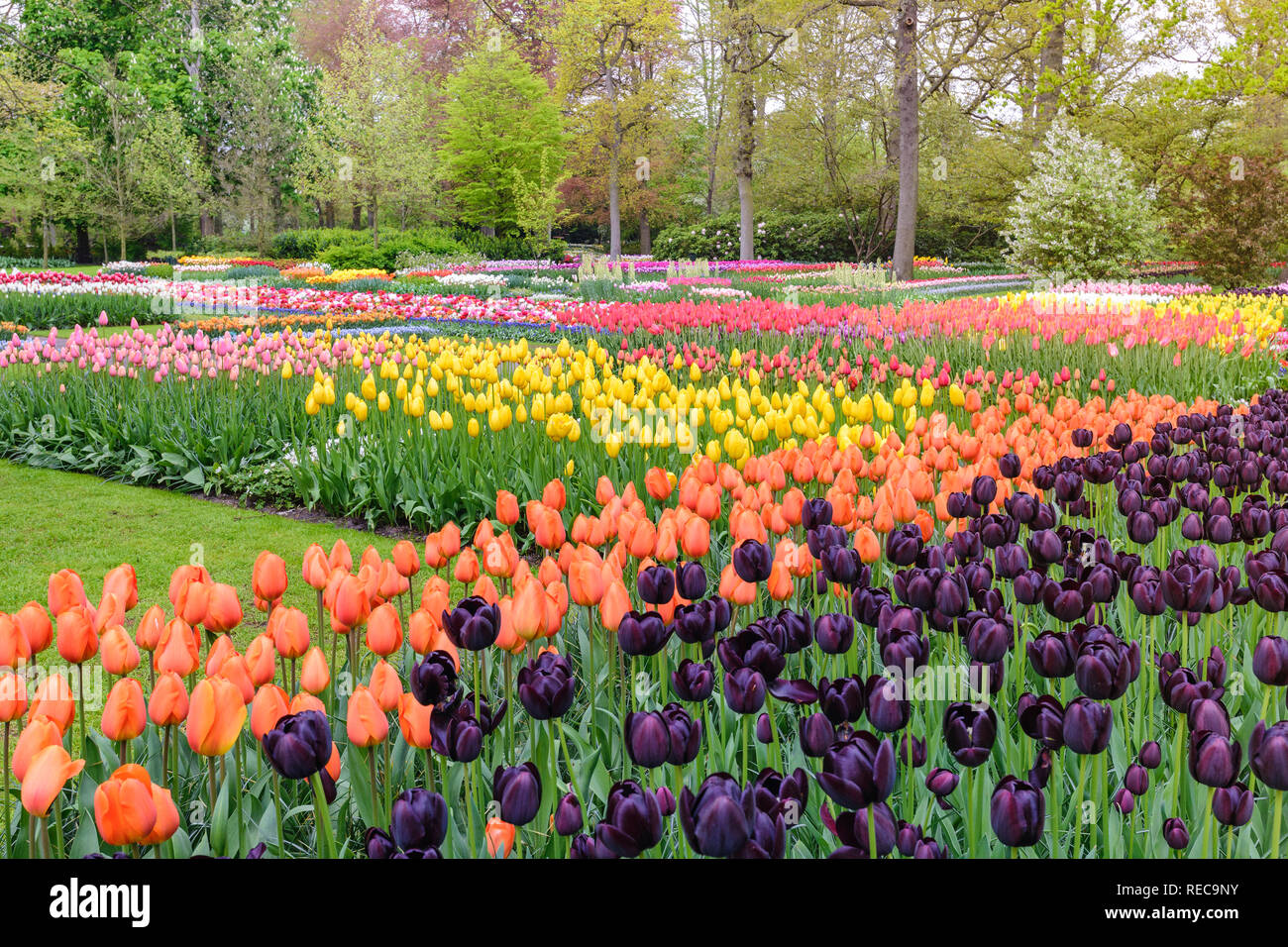 Tulip flower bulb field in the garden, Spring season in Amsterdam Netherlands Stock Photo