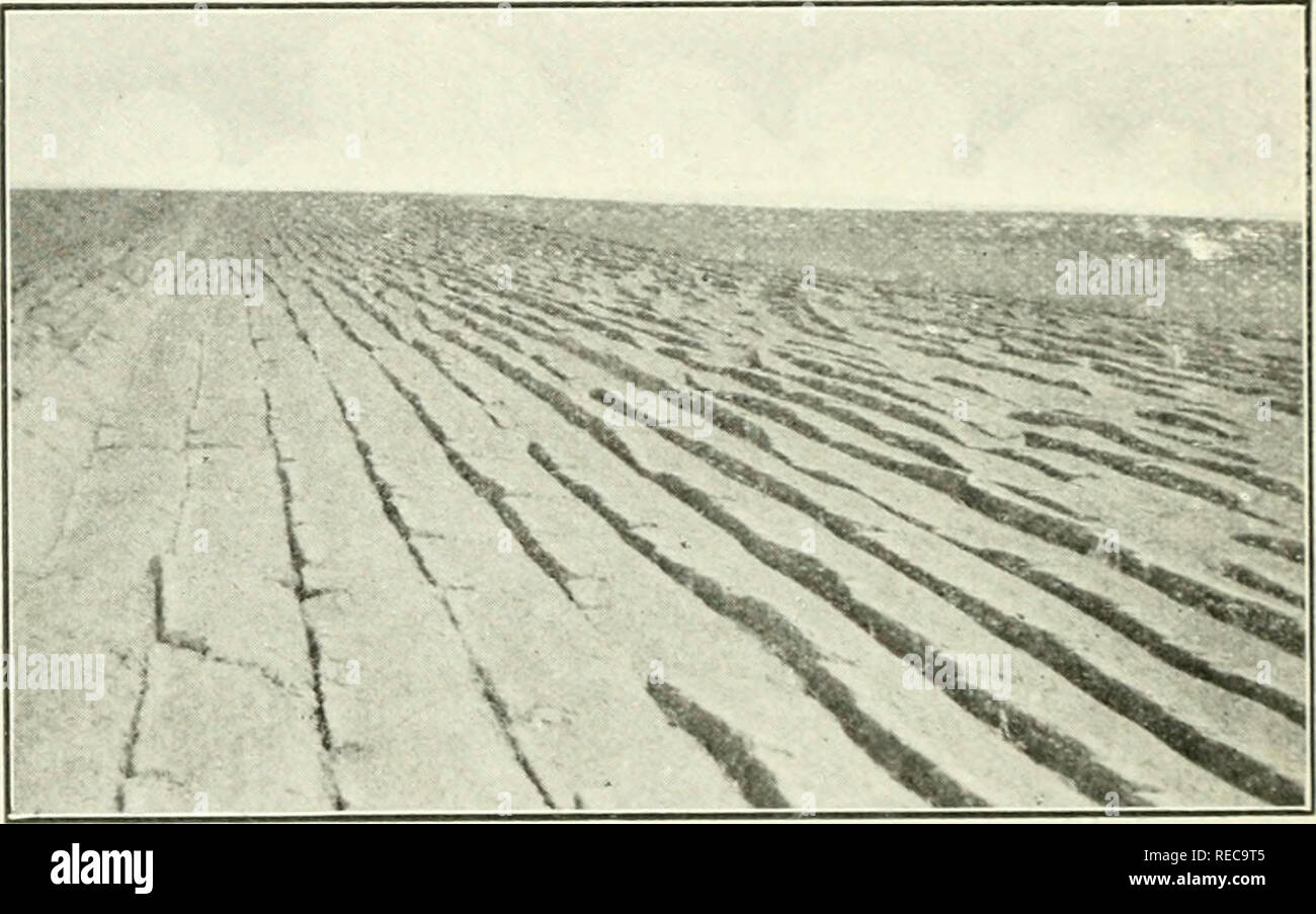 . Dry farming in western Canada. Canada. Agriculture Canada; Dry farming. 132 DRY FARMING 103. Don't Backset if Sod has not Rotted.—In very dry summers it is more difficult to backset and less difficult to kill the prairie grasses than in wet summers. In 1914, as in some other dry years, it was physically impossible. Fig. 50.—A Good Job of Breaking on Medium Light Soil. in many areas to backset any breaking except that which had been done early and well packed down. In addition to this difficulty, it was noticed that even where back- setting was done the unrotted sod produced a very un- suitab Stock Photo