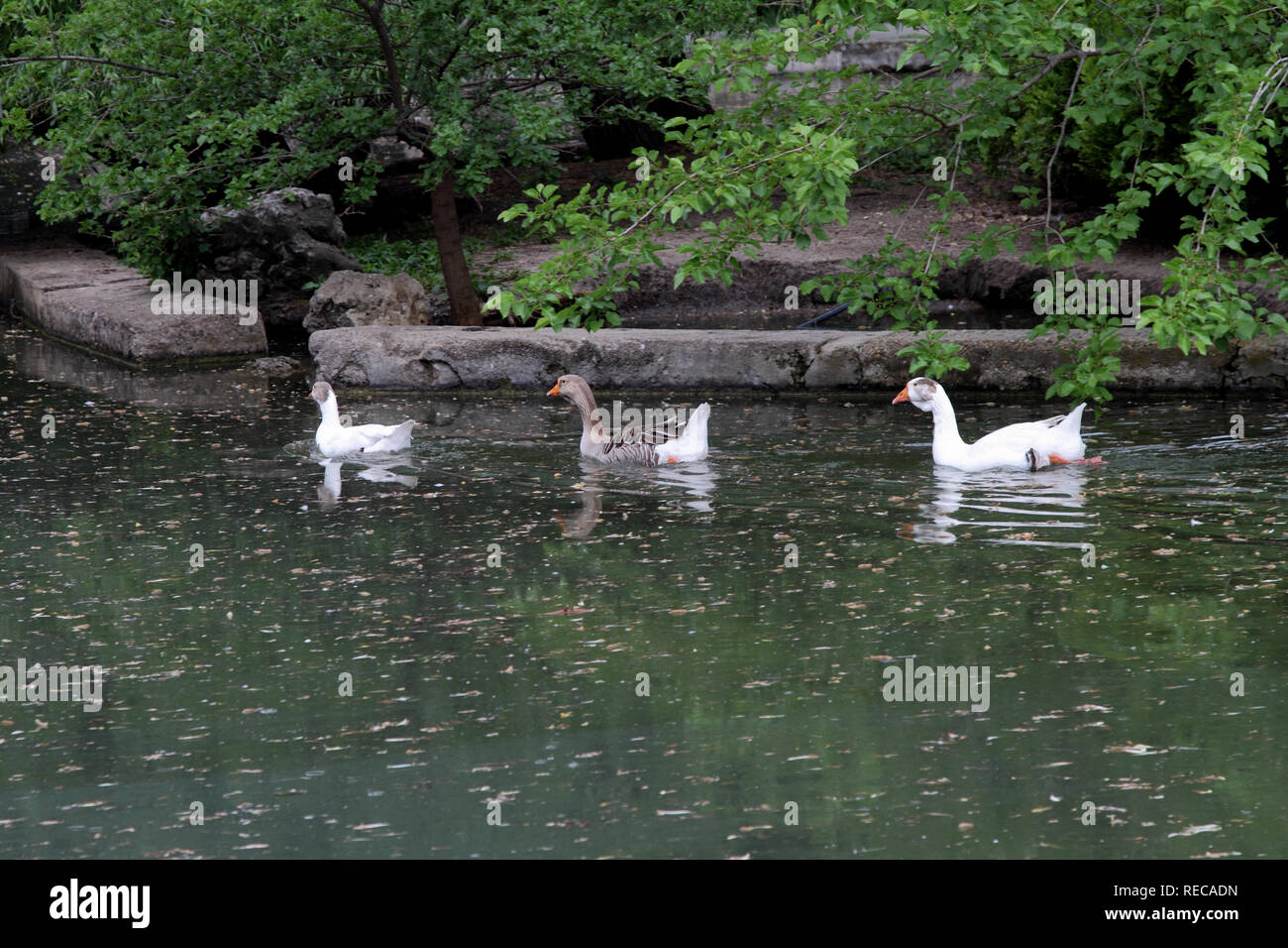 Domestic geese swim in the pond of the city park. Stock Photo