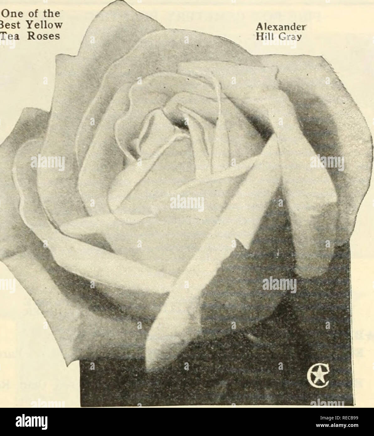 . The Conard &amp; Jones Co. roses. Rose culture; Roses; Fruit Seeds Catalogs; Plants, Ornamental Seeds Catalogs. EVERBLOOMING TEA ROSES &quot;How to Grow Roses.&quot; Price, $1 121 Pages, 16 Beautiful Color Plates SHADES OF RED BON SELENE. Noted for the great size and beauty of its buds. Color is bright, rich, rosy crimson, i-yr. only. MME. DE VATRY. Rich crimson-scarlet. Makes lovely buds and blooms freely all the growing season, i-yr. only. ifMRS. B. R. CANT. The Red Maman Cochet. See page 14. *PAPA GONTTER. Rich, rosy red, ver&gt;- full and sweet-scented. An old and valued Rose. SHADES OF  Stock Photo
