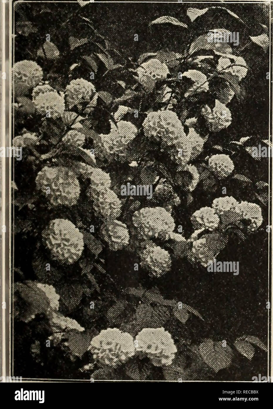 . The Conard &amp; Jones Co. roses. Rose culture; Roses; Fruit Seeds Catalogs; Plants, Ornamental Seeds Catalogs. Symphoricarpos racemosus (Snowberry). Viburnum plicatum (Japan Snowball) The Choicest Spireas spiraea Vanhouttei. Grows 5 to 6 feet high, or even more than this in favorable locations, and blooms in May and June, It is one of the most beautiful of all; immense bloomer, pure snow-white flowers borne in elegant, plume-shaped clusters. Makes a most beautiful, graceful hedge. Red Spirea, Anthony Waterer, Perpetual-blooming. A fine, hardy shrub, particularly desirable for the dooryard a Stock Photo