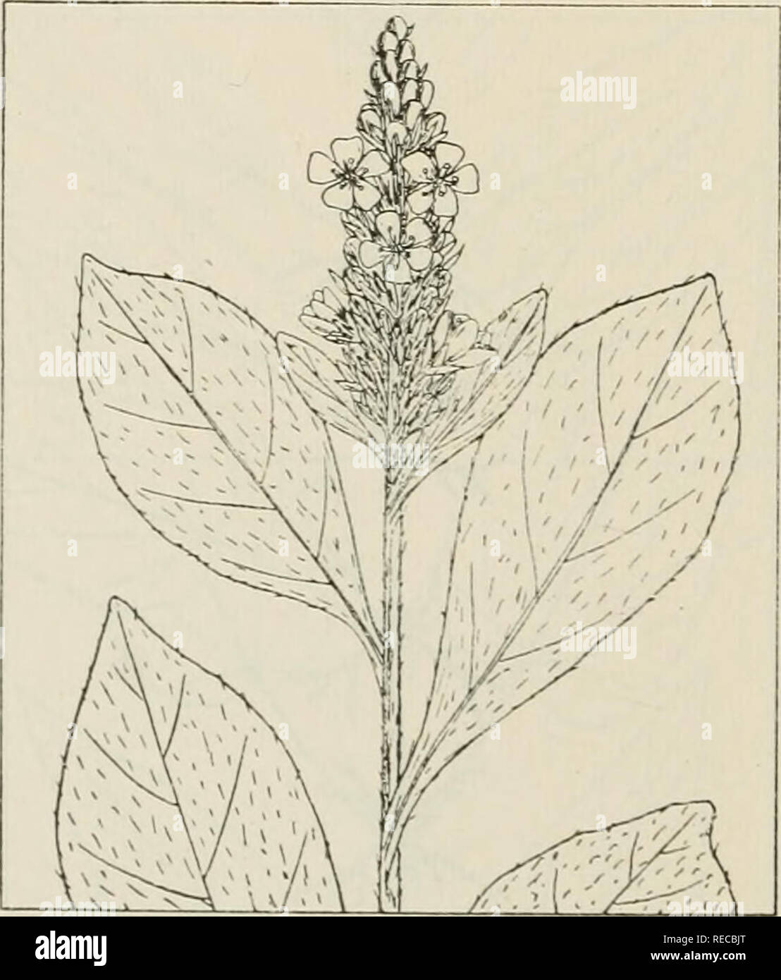 . The drug plants of Illinois. Botany, Medical; Botany. USTILAGO ZEAE. Corn smut. Usti- laginaceae.—A fungus parasite on Indian corn {Zea mays L.) appearing as large masses or galls of black, sooty powder on the ears, stem nodes, and tassels, and small to large pustules on all other parts of the plant. The large galls from the ears, stems, and tassels are collected. Abundant in cornfields throughout the state. Contains resins, mazenic acid, and the alkaloid ustalagine. Used as an ecbolic and antihemorrhagic. VALERIANA OFFICINALIS L. Heliotrope, common valerian, garden heliotrope. Valerianaceae Stock Photo