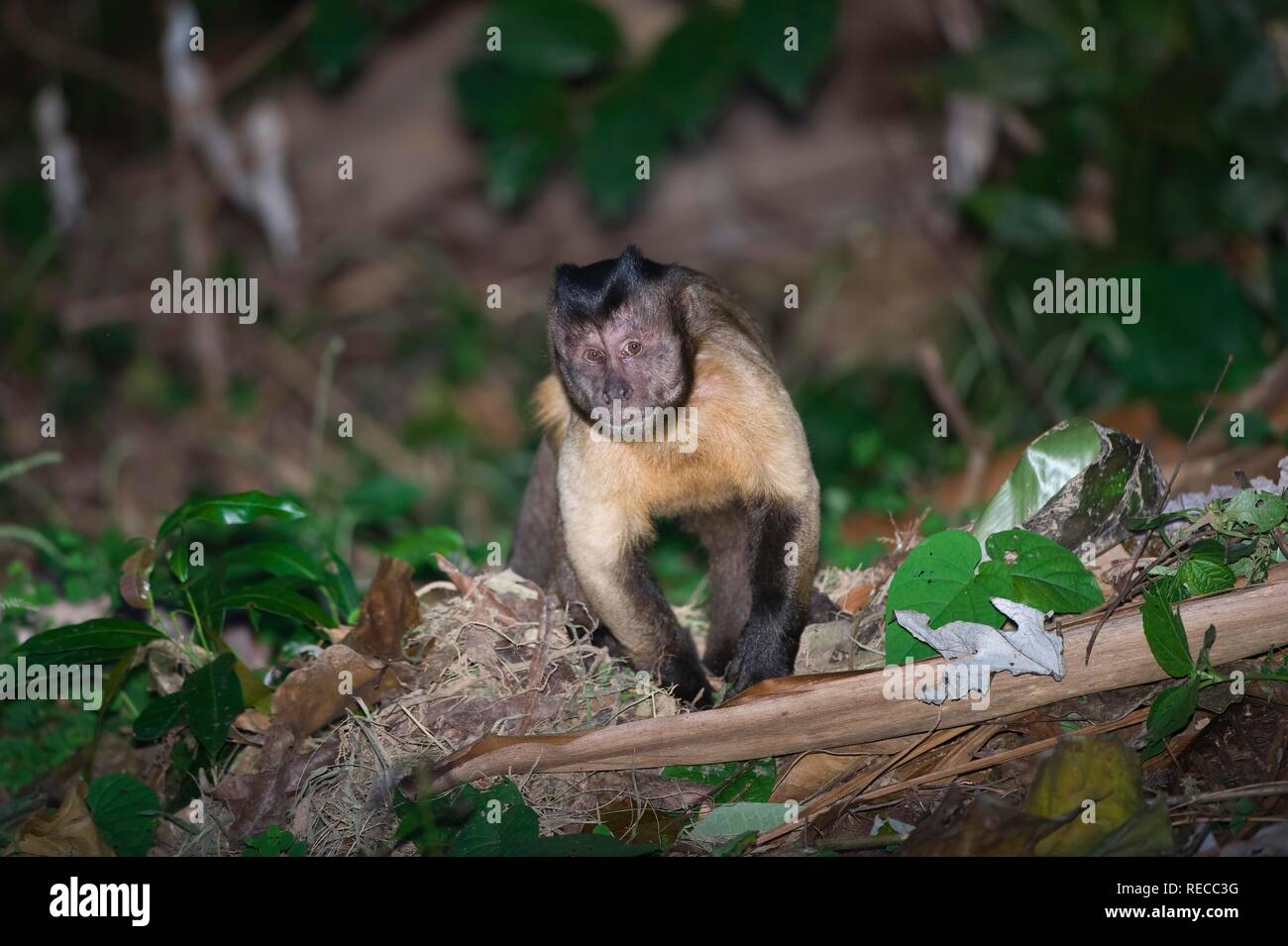 Tufted Capuchin or Brown Capuchin or Black-capped Capuchin (Cebus apella), Alta Floresta, Mato Grosso, Brazil, South America Stock Photo