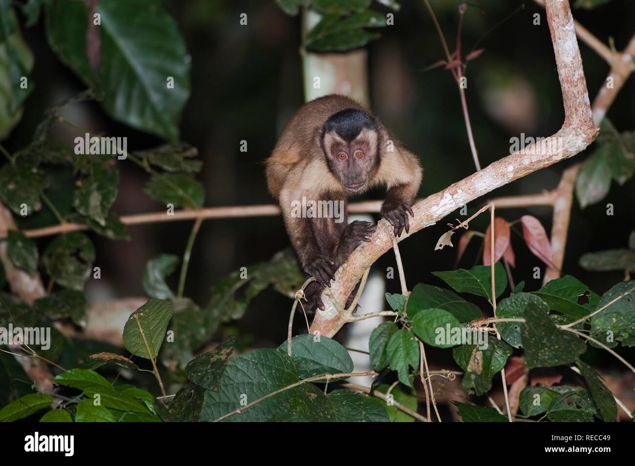 Tufted Capuchin or Brown Capuchin or Black-capped Capuchin (Cebus apella), Alta Floresta, Mato Grosso, Brazil, South America Stock Photo