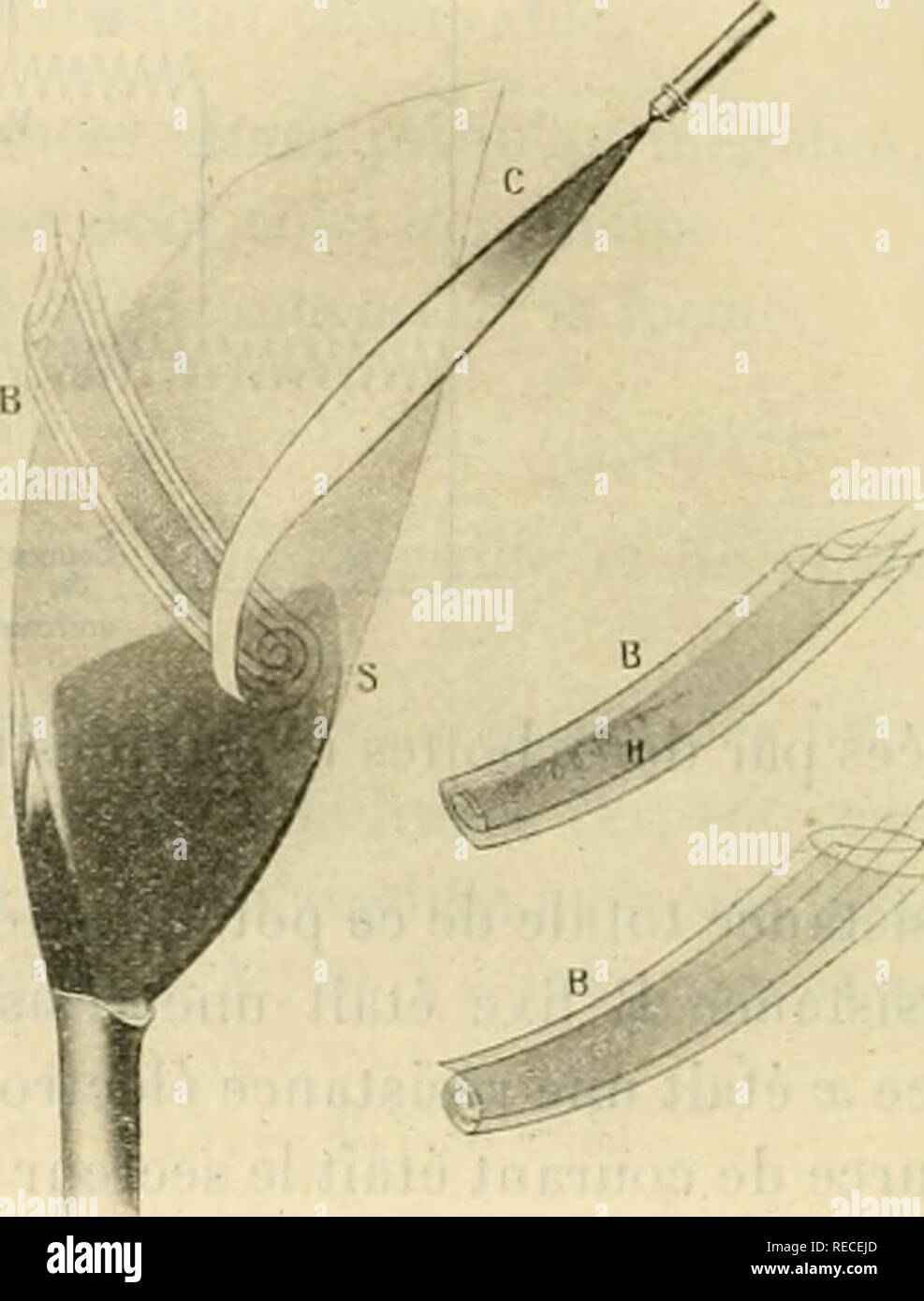 . Comptes rendus hebdomadaires des sÃ©ances de l'AcadÃ©mie des sciences. Science -- Societies, etc; Science; Science. I. Clialumeau el llainme vus Ã®le face. â II. Les mÃªmes vus de profil. ^III. Boni-relet avec liÃ©licc. â I'. HÃ©lice rÃ©duite en petits ylobes brillants. C, chahirne.Tii : P, passÃ©e obsriire du jet du clialumeau; 13, boiirrclel; 11, hÃ©lice; S, spirale. dont la pression est accrue jusqu'Ã atteindie Ã peu prÃ¨s le dixiÃ¨me de celle du chalumeau : la pointe de celui-ci se recourbe sous l'influence de la rÃ©sis- tance qui lui est opposÃ©e par l'intÃ©rieur ininflammable de la fl Stock Photo