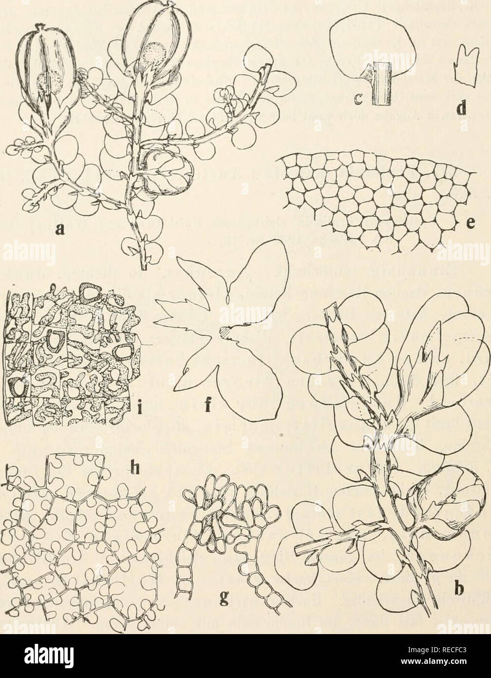 . Dr. L. Rabenhorst's Kryptogamen-Flora von Deutschland, Oesterreich und der Schweiz. Cryptogams -- Germany; Cryptogams -- Austria; Cryptogams -- Switzerland. 632 Frullania. Fig. 178. FruUauia saxicola. a Pflanze mit 2 Perianthien und (^ Aste, von der Unterseite, Verg. '7i &gt; ^ Stengel- stück mit cT und 9 Infloreszenz, Verg. *'/, ; c Blatt mit Blattohr, d Uuterblatt, Verg. '&quot;'/,; e Zelhietz am Blattrande, Verg. *'%; f Hüllblattkranz ausgebreitet, Verg. *&quot;/,; g Längsschnitt durch die Perianthmündung, Verg. ^'&quot;/i; h Kapsel- außenwaudzellen, Verg. -&quot;^/i; i Kapselinueuwandzel Stock Photo