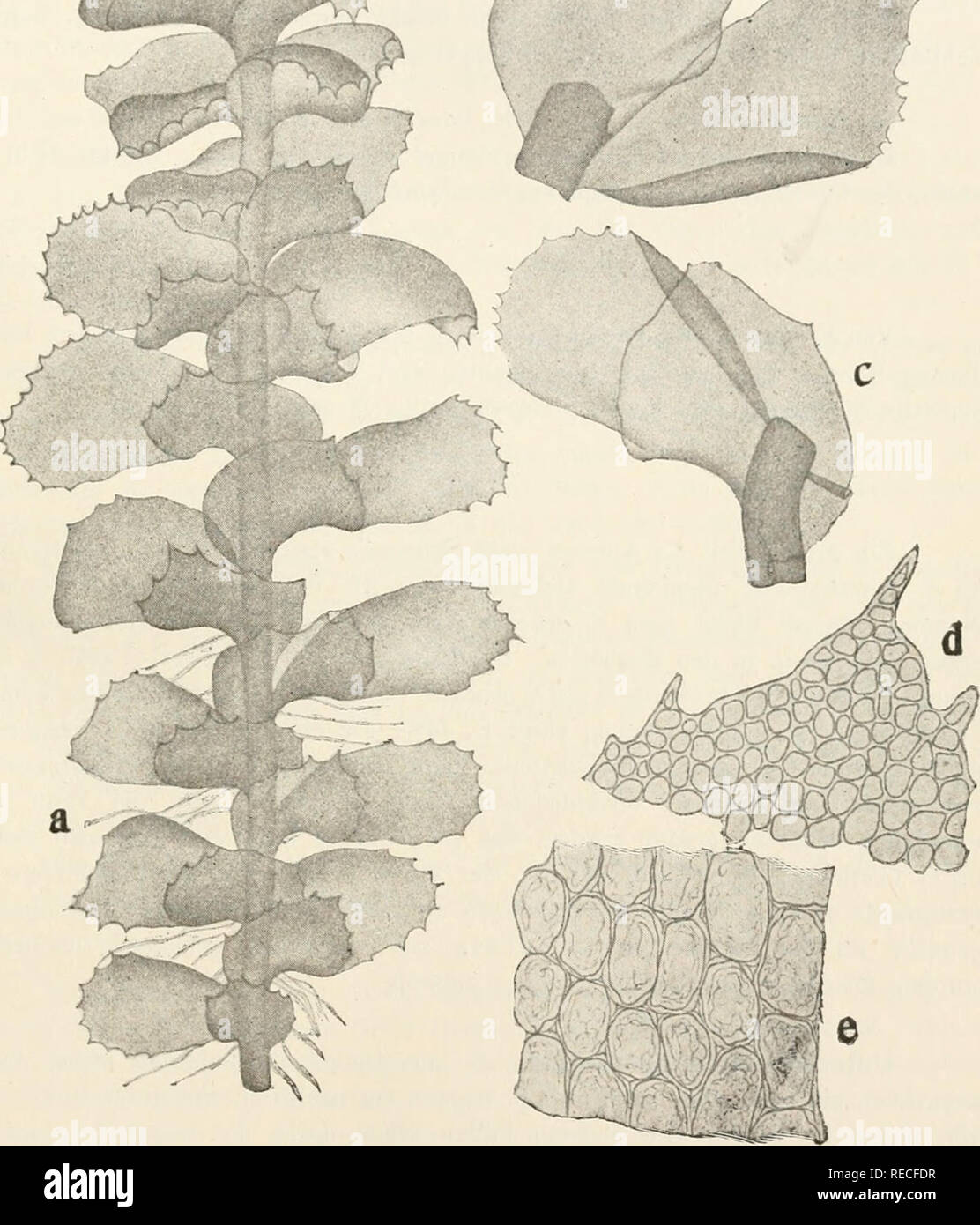 Scapania Gracilis High Resolution Stock Photography and Images - Alamy