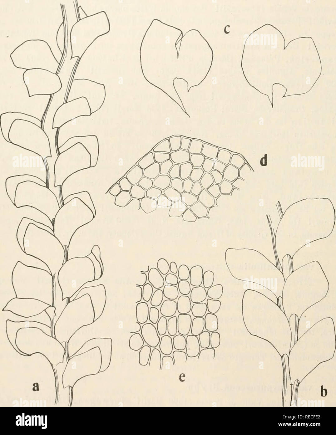 . Dr. L. Rabenhorst's Kryptogamen-Flora von Deutschland, Oesterreich und der Schweiz. Cryptogams -- Germany; Cryptogams -- Austria; Cryptogams -- Switzerland. 470 Scapania. 254. Scapania obscura^) (Arnell und Jensen) Schiffner, Bryolog. Fragmente Nr. 49, Oesterr. botan. Zeitschr. 1908 Nr. 10. Synonyme: Martinellia obscura Arnell und Jensen, Moose des Sarekgebietes S. 91 (1907). Martinellia subalpiua, forma atra, gracilis et lobis distantibus Arnell, Leberuioosstud. im nördl. Norwegen S. 19 (1892).. Fig. 139. Scapania obscura. a Stengelstück, Verg. ^^i; b Steugelstück von der Unterseite, Verg.  Stock Photo