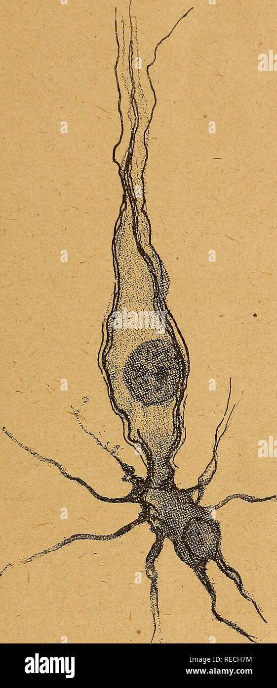 Cellule de corne d'ammon hi-res stock photography and images - Alamy