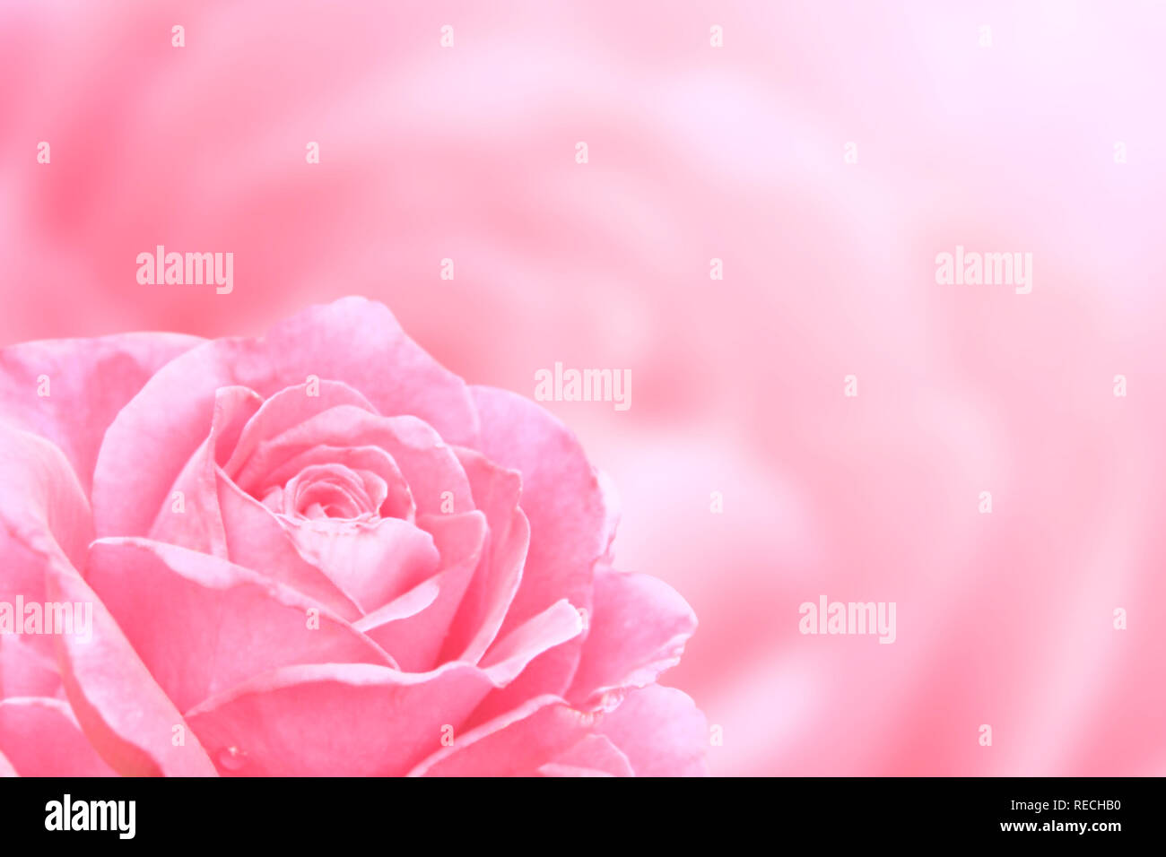Blurred background with rose of pink color. Copy space for your text ...