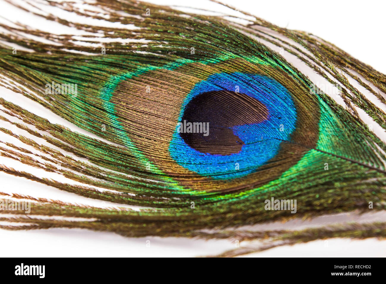 Peacock Feather on a White Background. Stock Photo