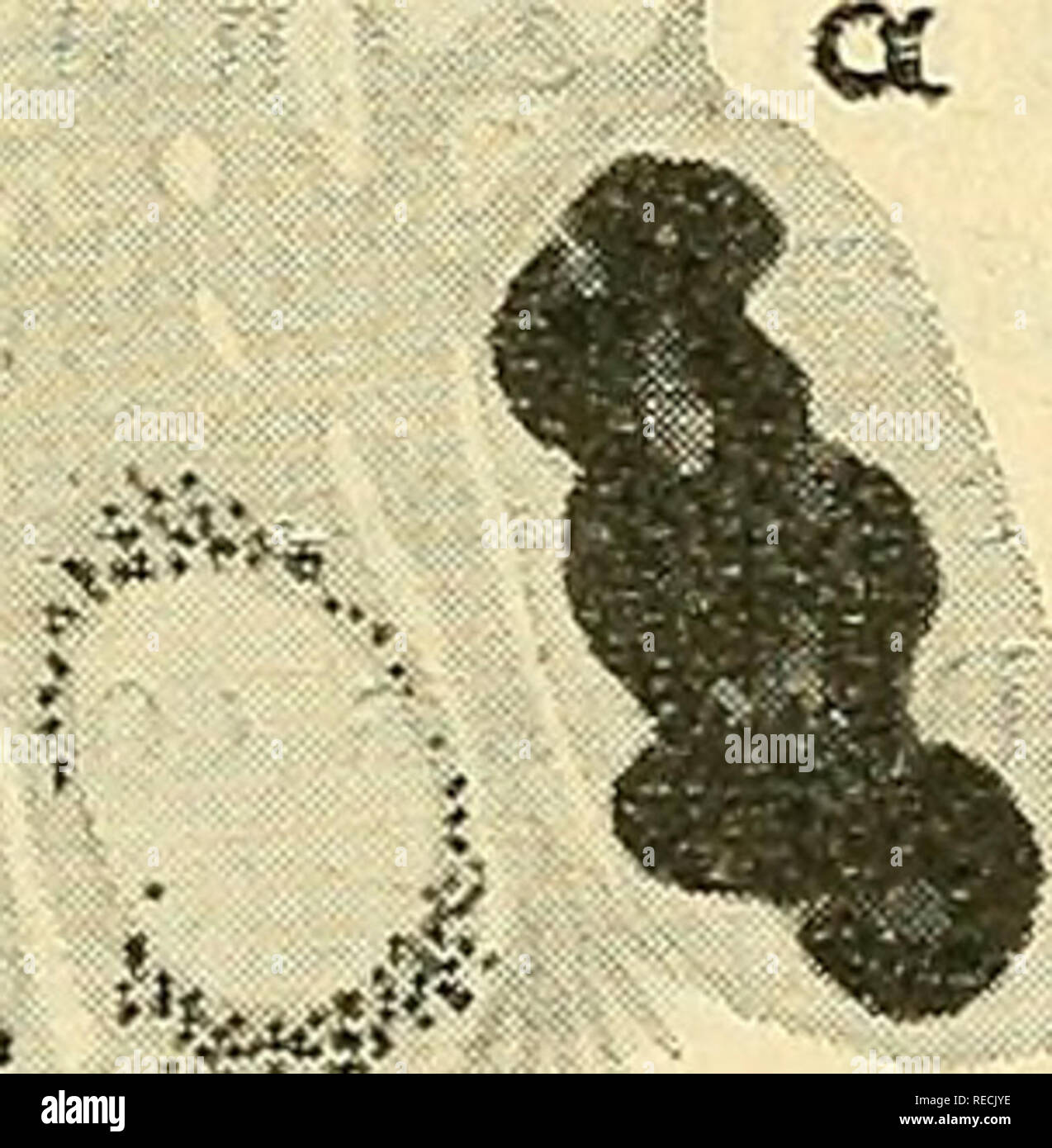 Ulcus Rodems Ulcus rodens hi-res stock photography and images - Alamy