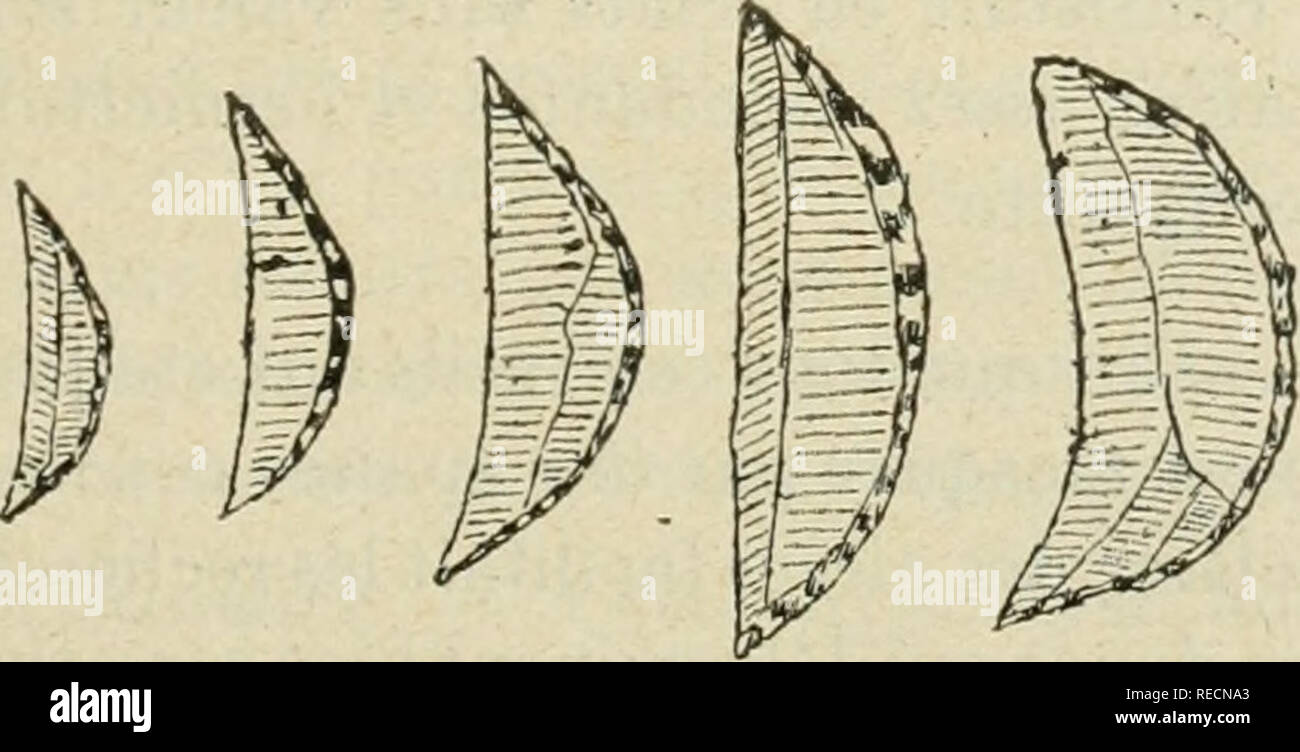 . Compte rendu. Science; Science -- Congresses. COUTIL. â SILEX PYGMÃE ET MICROSILEX GÃOMÃTRIQUES. 443 lus,, i. â Burins droits trouvÃ©s sur les Hauts-Plateaux de l'Atlas (AlgÃ©rie) par M, Debruge, en i9&quot;&quot;&gt;. Fi g. 2. â Silex gÃ©omÃ©triques d'Aumale (AlgÃ©rie) recherches de M. Debruge, en i&lt;)o5. I&quot;i-. 3. â Petits burins d* VlgÃ©rie recherchesde M. Debruge, en 1905. Fig. 4. â Silex Ã formes gÃ©omÃ©triques de AÃ¯n- Sefra, Sud-Oranais (AlgÃ©rie) recherches du Dp Lenez, en 1904. Petits burins d'AlgÃ©rie recherches de M. Debruge, en 1900. Fig. 5. Please note that these images ar Stock Photo