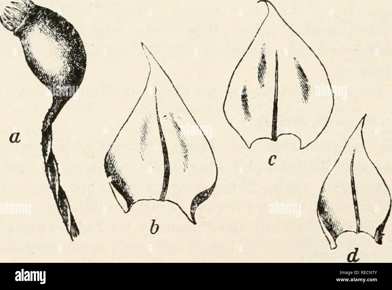 . Dr. L. Rabenhorst's Kryptogamen-Flora von Deutschland, Oesterreich und der Schweiz. Cryptogams -- Germany; Cryptogams -- Austria; Cryptogams -- Switzerland. 110 741. Braehythecium glaciale Bryol. eur. fasc. 52/54, p. 11, t. 8, (1853). Synonyme: (?)Hypnum Funckii Hornsch, in sched., C. Müll- Syn. II, p. 429 (1851). Hypnum glaciale C. Hartm. Skand. PI. 9. ed. (1864). Brachythecium Funckii (non Schimp.) De Not. Cronaca 11, p. 21 (1867) et Epil. p, 125 (1869). Sammlungen: Rabeuhorst, Bryoth. eur. No. 1340. Erbar. crittog. ital. IL Serie No. 403. Einhäusige S Bltithen Stengel- und astständig, seh Stock Photo