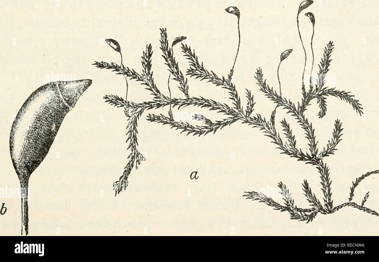 . Dr. L. Rabenhorst's Kryptogamen-Flora von Deutschland, Oesterreich und der Schweiz. Cryptogams -- Germany; Cryptogams -- Austria; Cryptogams -- Switzerland. 73 Hypnum plumosura Hnds. Flor. angl. 1. ed p. 423, No. 18 (1762) nach Lindberg. Hypnum salebrosum Hoffm. D. Fl. 11, p. 74 (1796). Hypnum plumosum ß salebrosum C. Müll. Syn. II p. 359 (1851). Brachythecium arabiguura De Not. Cronaca II p. 18 (1867), Epil. p. 112 (1869) nach Vent. &amp; Bott. Enum. p. 9. Hypnum illecebrum püiferum De Not. Syllab. No. 29, ß (1838). Brachythecium jucundum De Not. Cronaca II p. 20 (1867), Epil. p. 118 (1869) Stock Photo