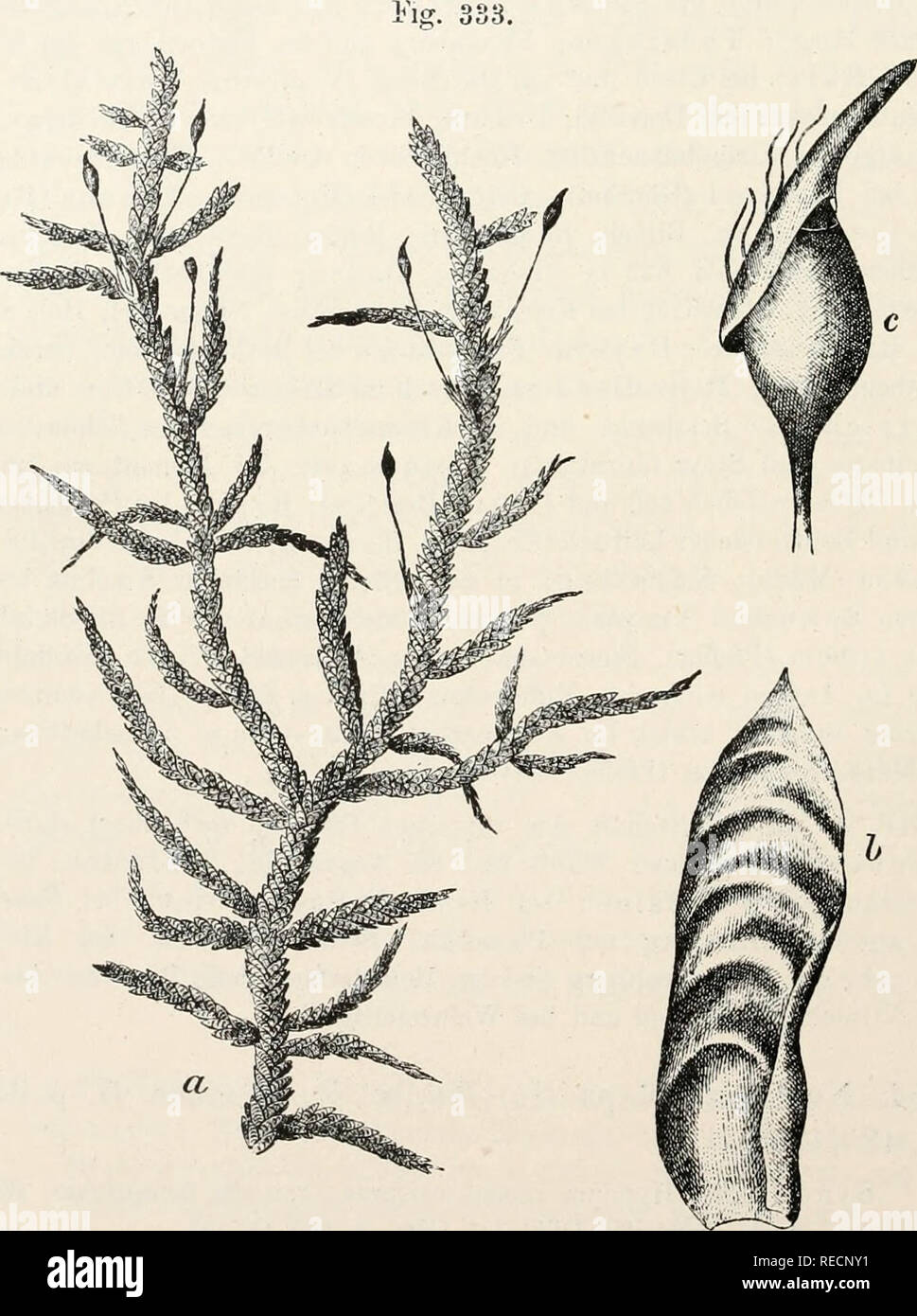 . Dr. L. Rabenhorst's Kryptogamen-Flora von Deutschland, Oesterreich und der Schweiz. Cryptogams -- Germany; Cryptogams -- Austria; Cryptogams -- Switzerland. 708 Rhystophylluin Ebrh. Phytoph. VIII. No. 79 (1788). Leskea crispa Schrank, Prim. Flor. Salisb. p. 835 (1792). Neckera Distichia crispa Brid. Bryol. univ. II. p. 246 (1827). Sammlungen: Rabenhoist, Bryoth. eur. No. 143a, b. H. Müller, Westf. Laubm. No. 318. Jack, L. &amp; St., Krypt. Badens No. 237. Wartmann &amp; Schenk, Schweiz. Krj'pt. No. 692. Erbar. critt. ital. No. 110. A. Kerner, Flor. exs. austro-hung. No. 718. Zweihäusig, meis Stock Photo