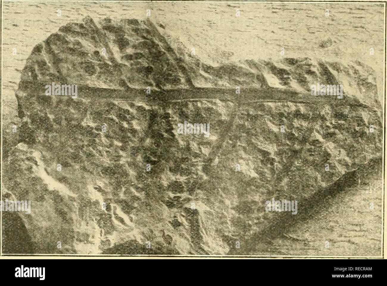 Page 2 - Cordaites High Resolution Stock Photography And Images - Alamy