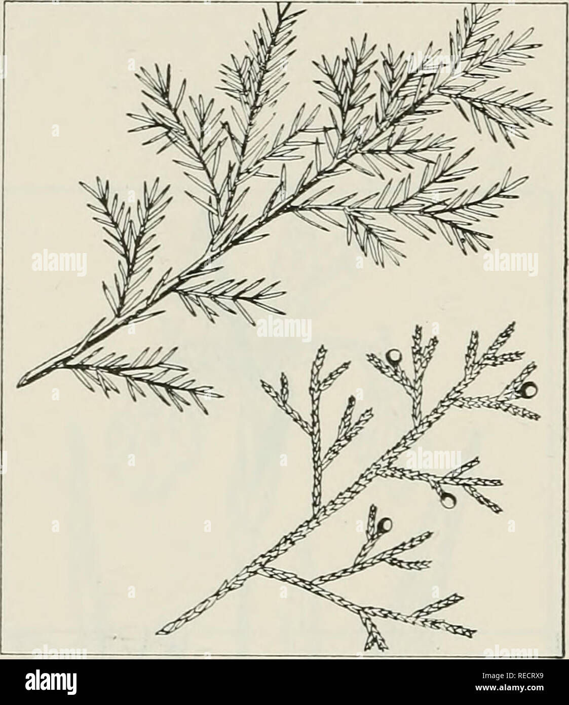 . The drug plants of Illinois. Botany, Medical; Botany. JUNIPERUS COMMUNIS L. Com- mon juniper, hackmatack, horse savin, gorst. Pinaceae. U. S. P. XI, p. 256.— A low and spreading or upright, small shrub or tree, evergreen; bark of the trunk shreddy; foliage in the form of needles, the needles straight, rigid, sharp-pointed, up to ]/i inch long; flowers lacking, cones present instead; fruit blue, glaucous, berry- like, 14 inch in diameter, 3-seeded. The fruit collected in fall and winter, when ripe. In cultivation as an ornamen- tal; established near Lake Michigan in Lake County. Contains the  Stock Photo