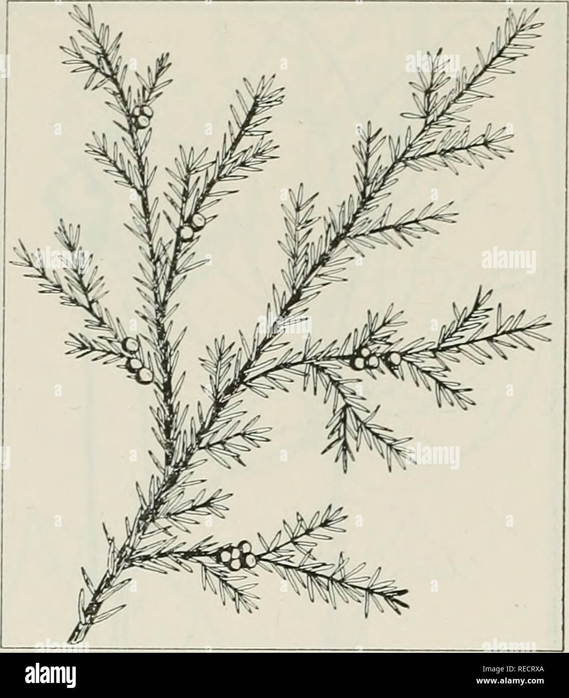 . The drug plants of Illinois. Botany, Medical; Botany. 70 ILLINOIS NATURAL HISTORY SURVEY Circular 44. JUNIPERUS COMMUNIS L. Com- mon juniper, hackmatack, horse savin, gorst. Pinaceae. U. S. P. XI, p. 256.— A low and spreading or upright, small shrub or tree, evergreen; bark of the trunk shreddy; foliage in the form of needles, the needles straight, rigid, sharp-pointed, up to ]/i inch long; flowers lacking, cones present instead; fruit blue, glaucous, berry- like, 14 inch in diameter, 3-seeded. The fruit collected in fall and winter, when ripe. In cultivation as an ornamen- tal; established  Stock Photo