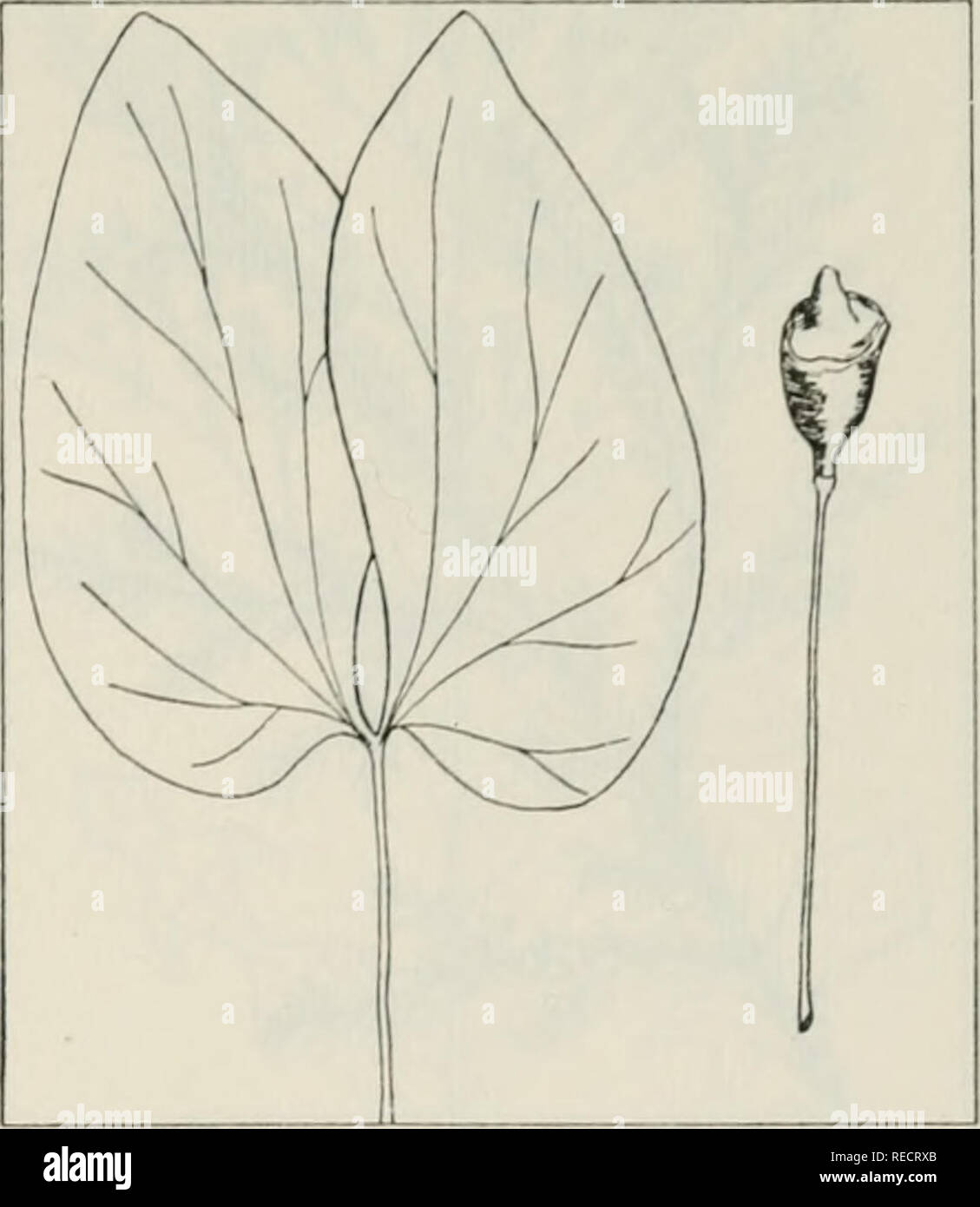 . The drug plants of Illinois. Botany, Medical; Botany. Tehon THE DRUG PLANTS OF ILLINOIS 69 JEFFERSONIA DIPHYLLA (L.) Pers. Twinleaf, rheumatism root, hel- met pod, yellow-root. Berberidaceae.— A stemless, smooth herb 6 to 18 inches tall, perennial; rootstock horizontal, somewhat fleshy, thick, knotty, yellow-brown, with numerous matted, fibrous roots; leaves arising directly from the rootstock, long- petioled, 3 to 6 inches long, glaucous be- neath, divided into 2 broad, somewhat semicircular, sometimes lobed parts; flowers white, about 1 inch wide, solitary at the ends of flowering stems 6  Stock Photo