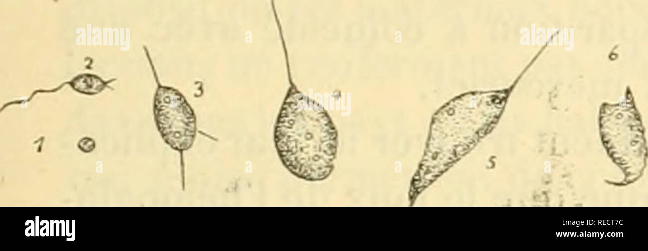 . comptesrendusheb1321901acad. es naturelles. ( Soi ) flagelles, ils en ont deux tout droits Ã une des extrÃ©mitÃ©s, et un troisiÃ¨me, d'ordinaire plus long et flexueux, Ã l'extrÃ©mitÃ© opposÃ©e. Quelque forme qu'ils affectent, ces infu- soires prÃ©sentent des vacuoles ; ils en ont en gÃ©nÃ©ral deux dans les petites formes. Ils sont libres parmi les cellules et les nombreux mononuclÃ©aires du ganglion, mais il en est quelques-uns de fixÃ©s aux hÃ©maties qui traversent ce barrage lymphatique. Ces hÃ©maties Ã l'Ã©tat frais se montrent dÃ©pourvues d'hÃ©moglobine et celle-ci se retrouve Ã cÃ´tÃ©,  Stock Photo