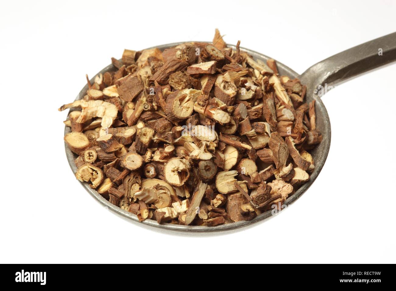 Medicinal plant Hare's Ear or Thorow-Wax (Bupleurum falcatum chinese), Chai Hu, here dried pieces of roots Stock Photo