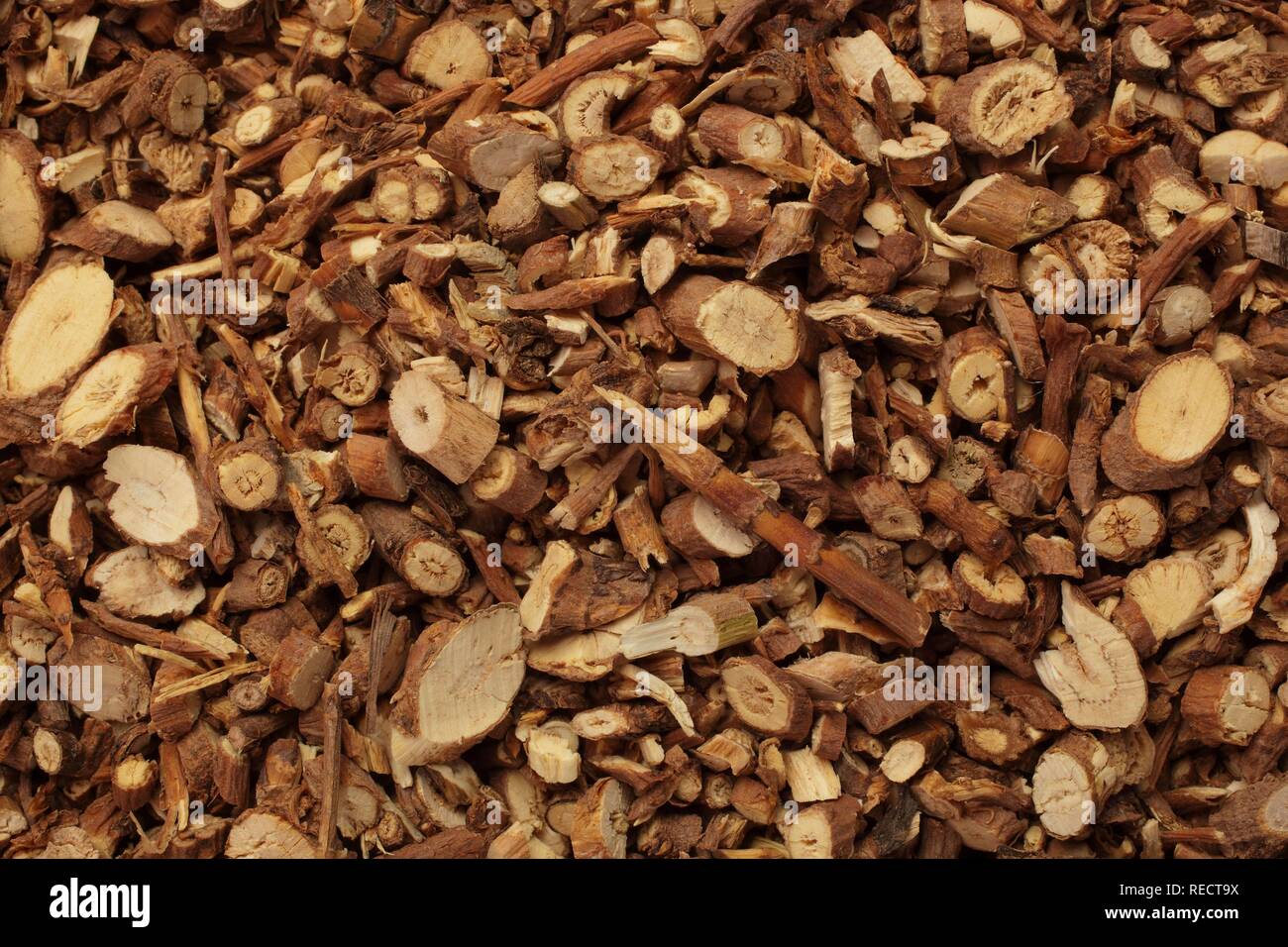 Medicinal plant Hare's Ear or Thorow-Wax (Bupleurum falcatum chinese), Chai Hu, here dried pieces of roots Stock Photo
