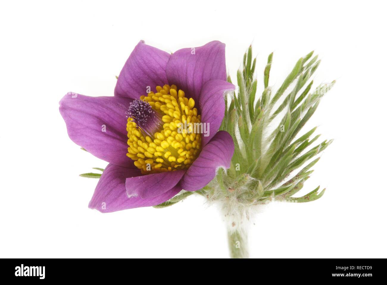 Medicinal plant Pasque flower (Pulsatilla vulgaris) Stock Photo