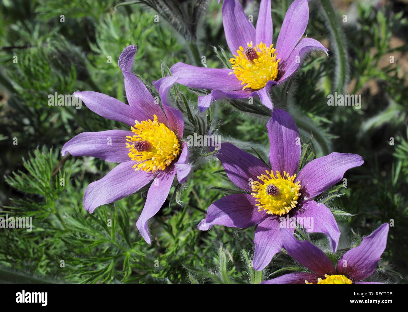 Medicinal plant Pasque flower (Pulsatilla vulgaris) Stock Photo