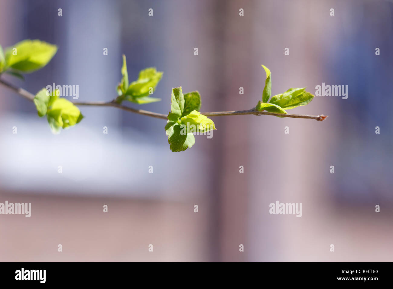 Close-up photo of spring young fresh leaves on tree branches with buds ...