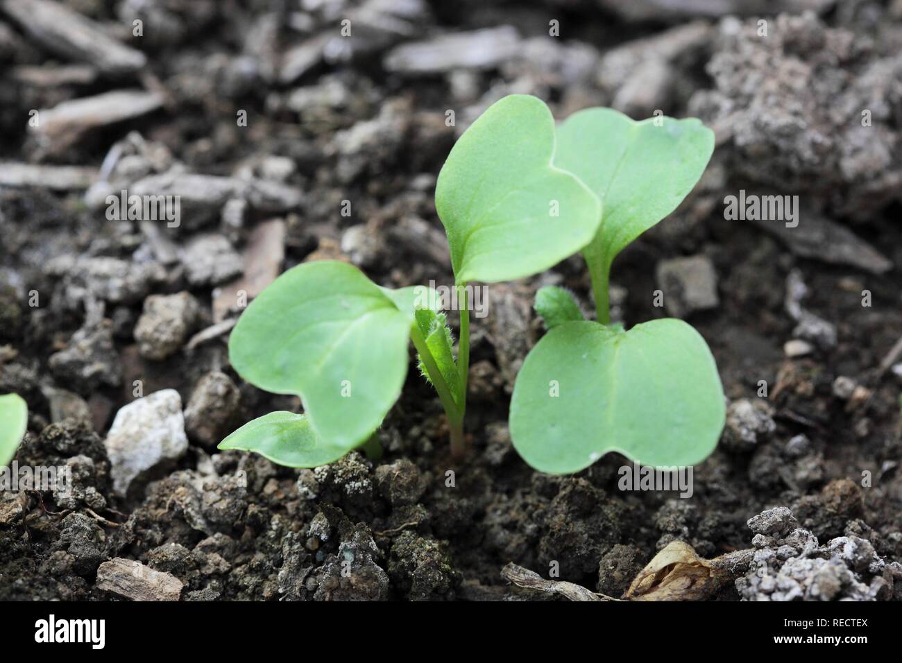 Radishes sprouting and growing in the garden Stock Photo